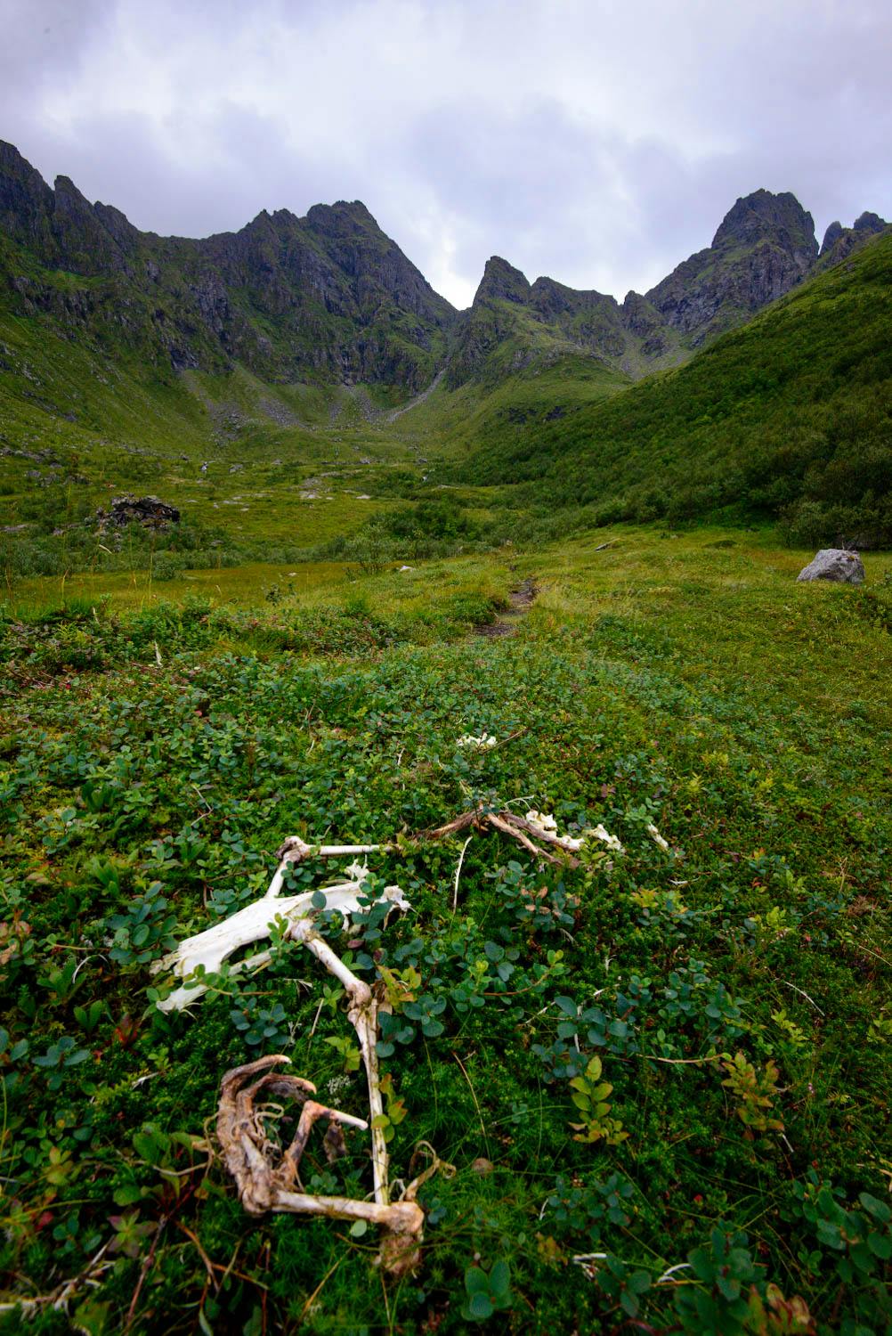 Quelque part dans une vallée profonde des Lofoten, un squelette d'aigle