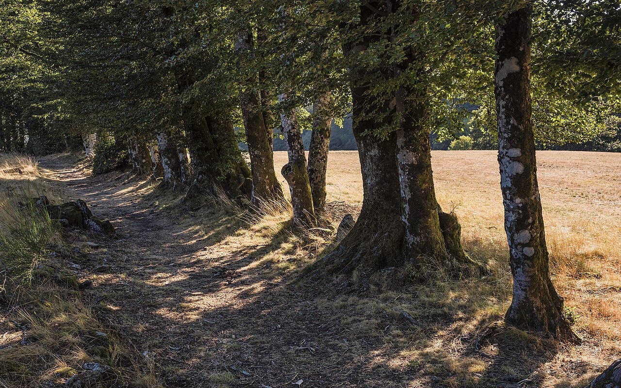 Bäume beschatten einen Weg in sommerlicher Landschaft