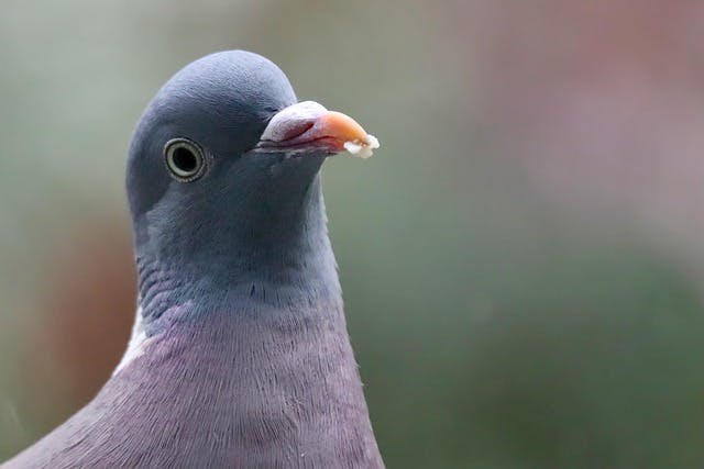 Der verschmitzt wirkende Blick der Ringeltaube nimmt eigentlich nur den Menschen hinter der Kamera genauer unter die Lupe. Denn auch Taubenaugen sind wie alle Vogelaugen starr.