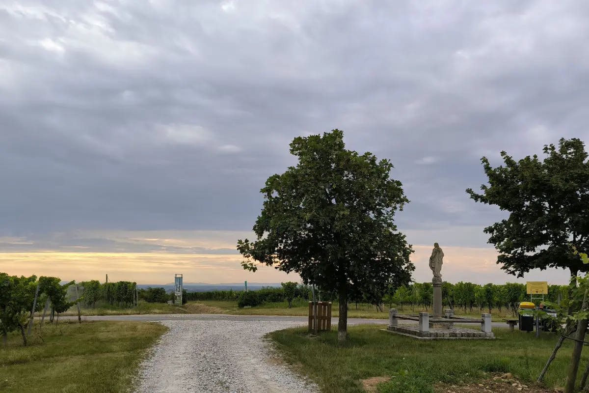 Foto aus den Weinbergen bei Rohrendorf