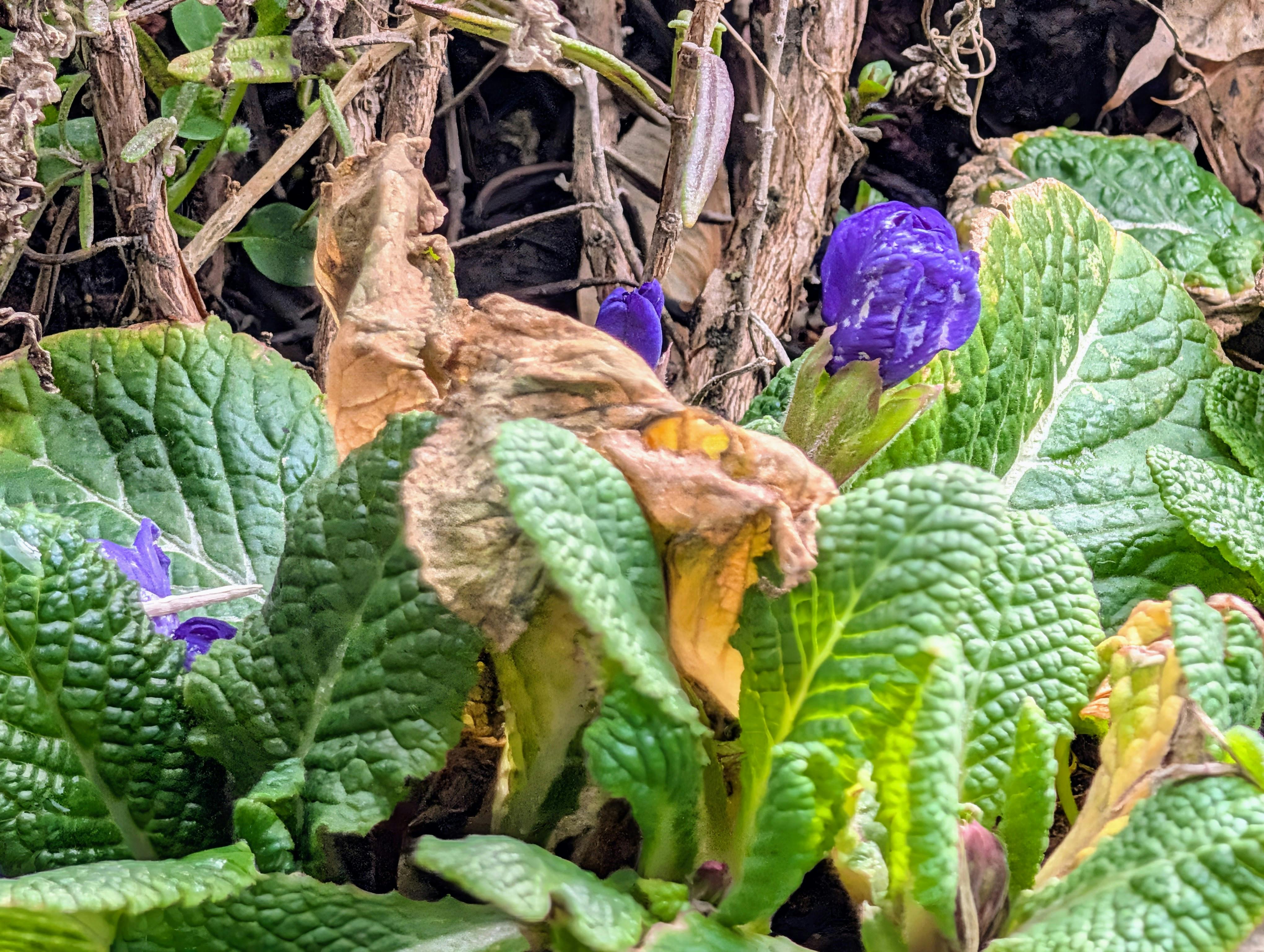 Langsam nähern sich die Primeln in Gaisburg dem Frühling. Foto: Jürgen Brand