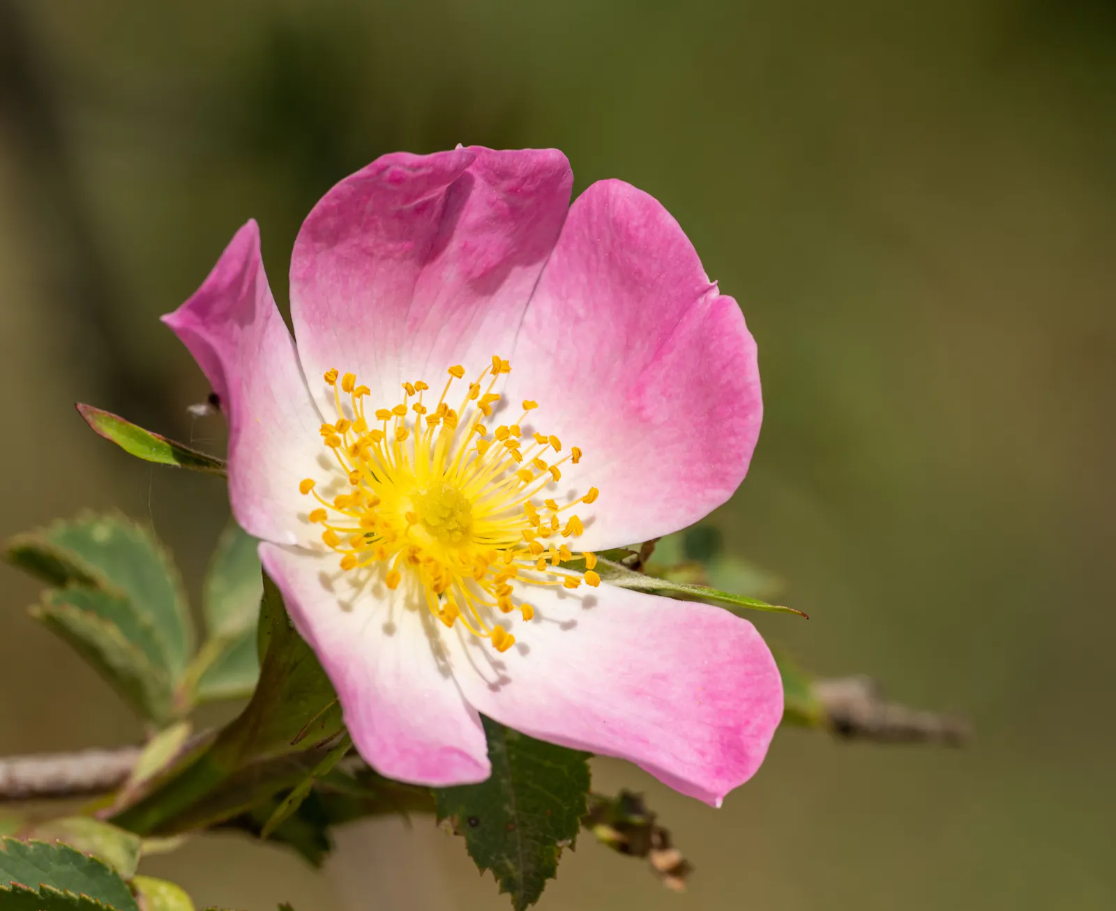 Die rosafarbene Blüte der Hundsrose.