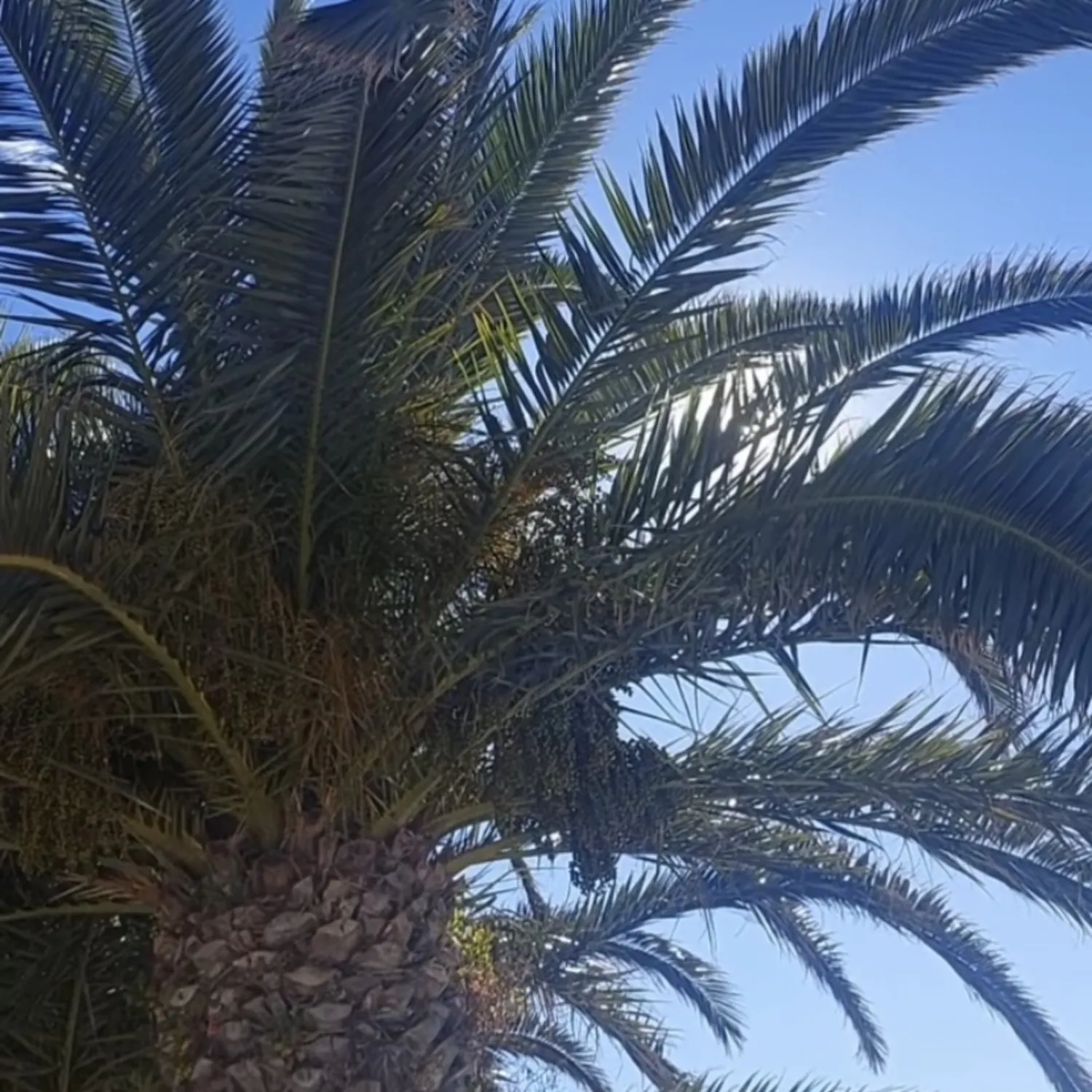 Coverpicture from "Green Olive"