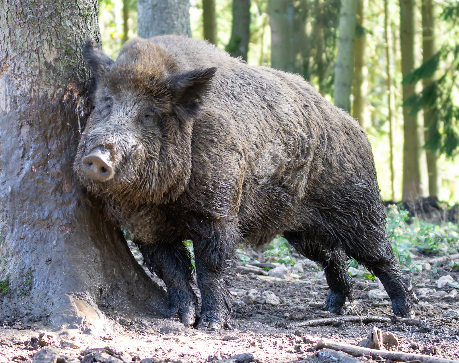 Ein Wildschwein, dass sich an einem Baum kratzt.