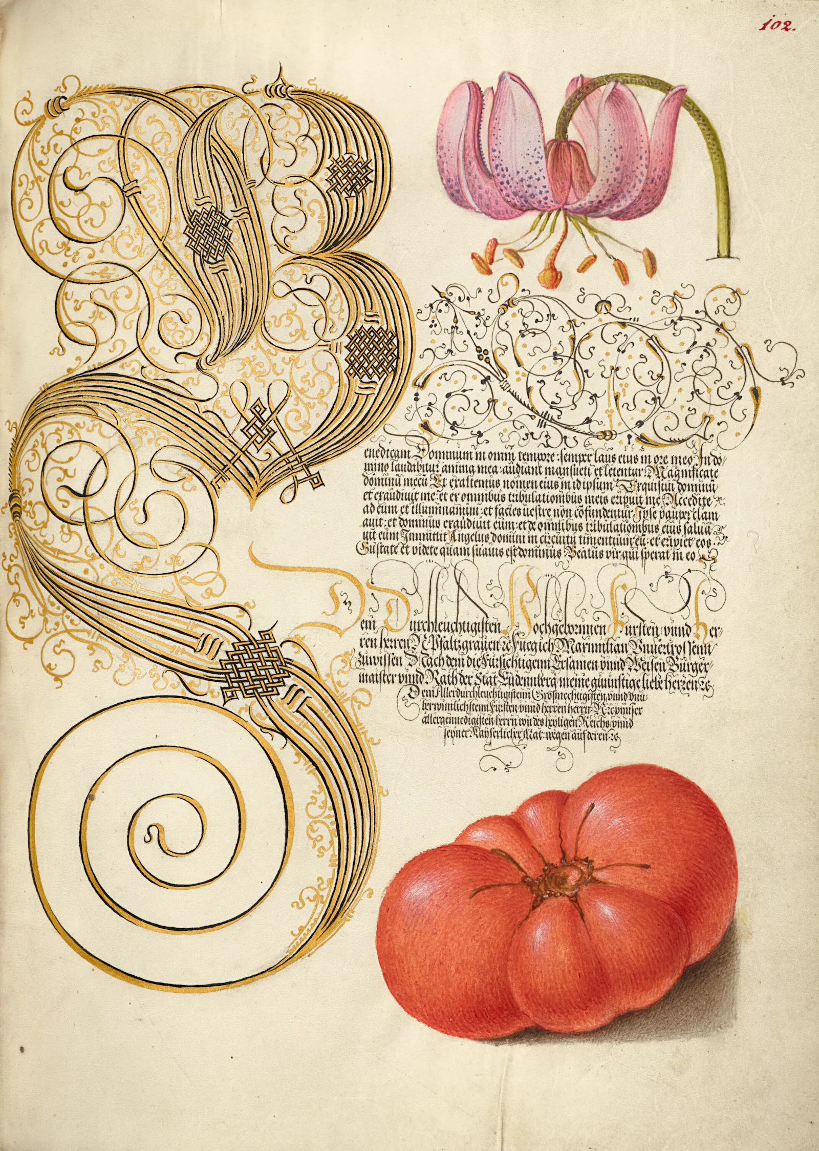 Joris Hoefnagel (Flemish, / Hungarian, 1542 - 1600), illuminator and Georg Bocskay (Hungarian, died 1575), scribe
Martagon Lily and Tomato, 1561–1562; illumination added 1591–1596
Watercolors, gold and silver paint, and ink
Leaf: 16.6 × 12.4 cm (6 9/16 × 4 7/8 in.)
The J. Paul Getty Museum, Los Angeles, Ms. 20, fol. 102, 86.MV.527.102