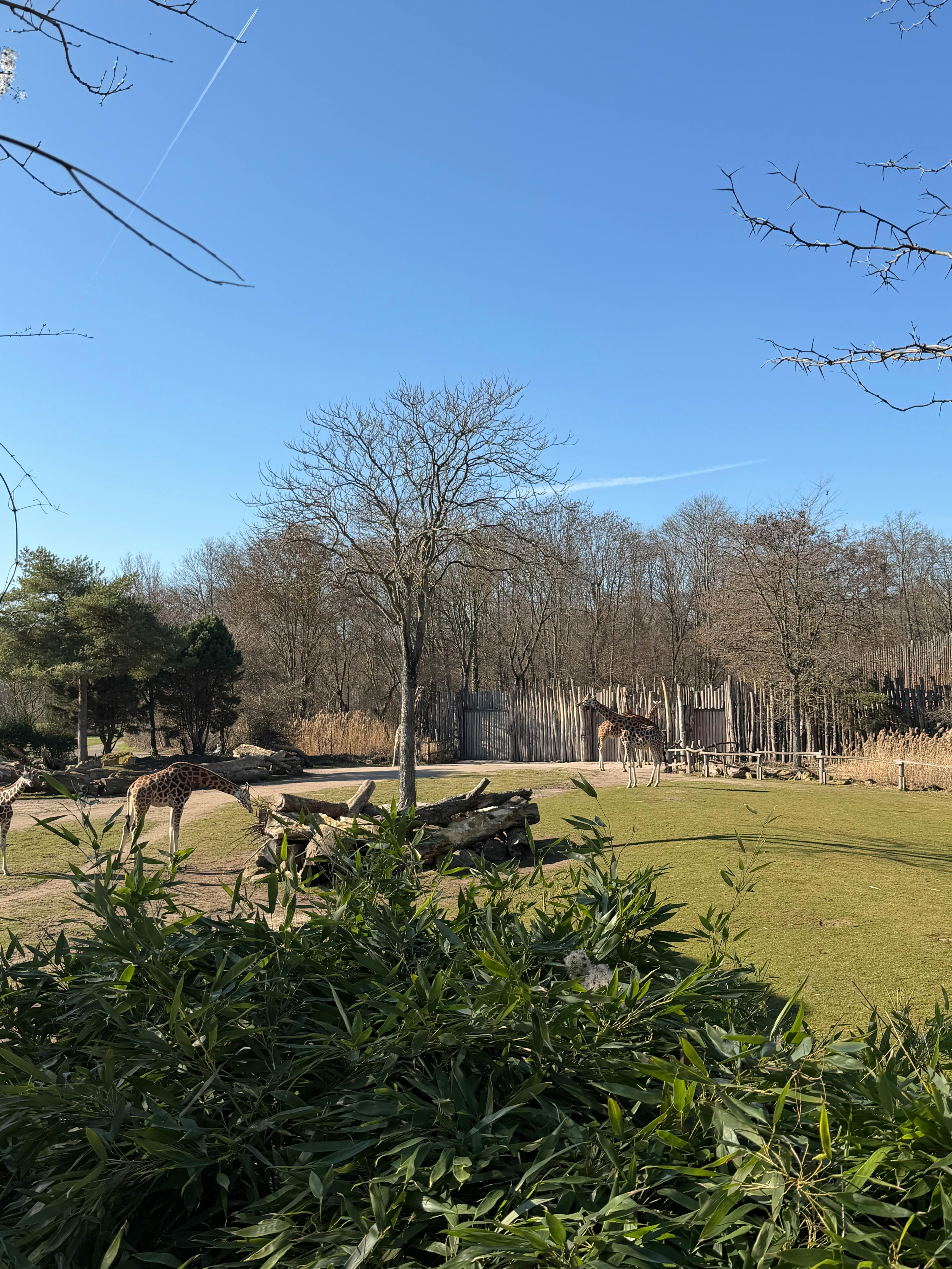 Giraffen im Zoo Leipzig