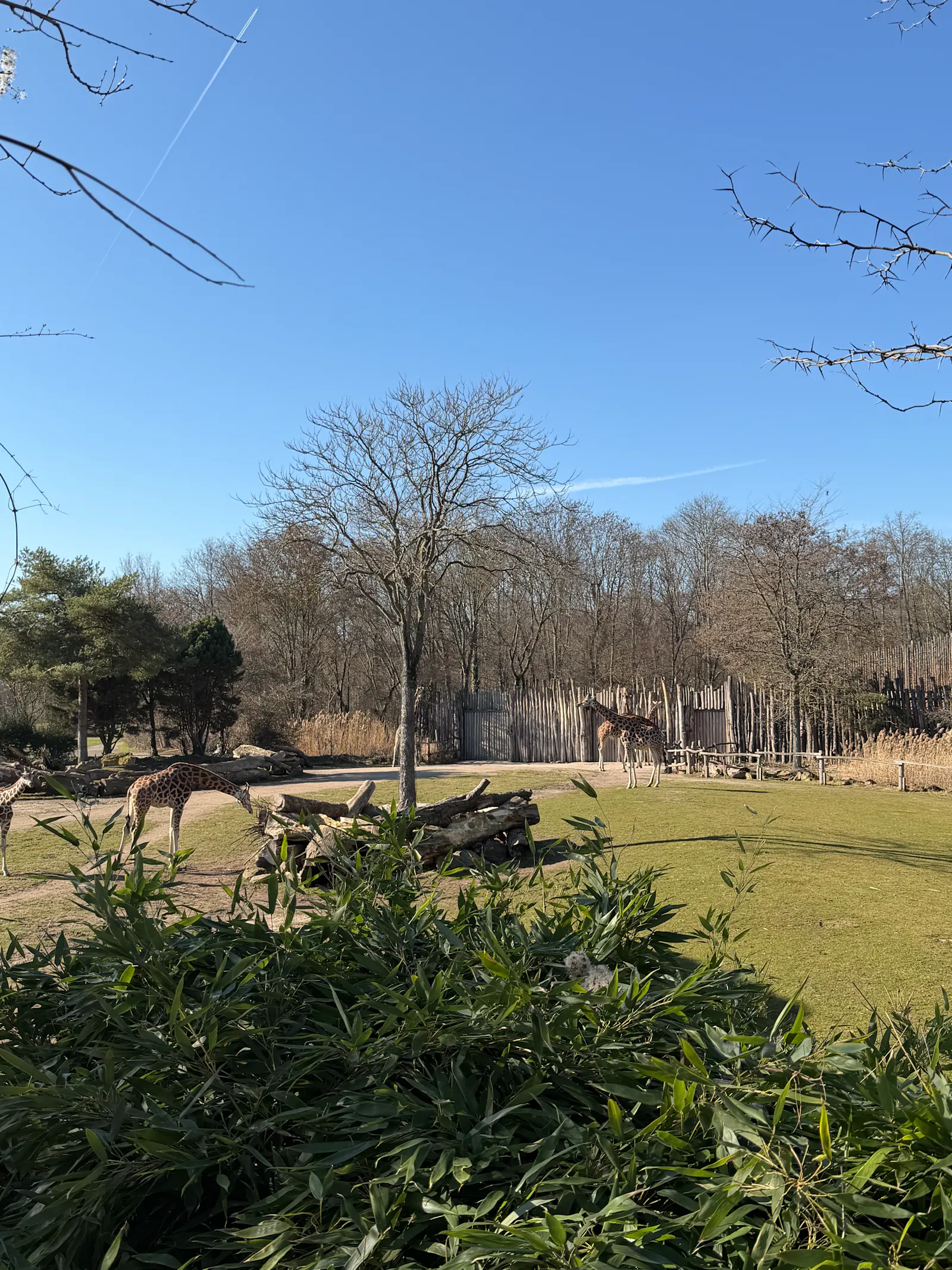 Giraffen im Zoo Leipzig