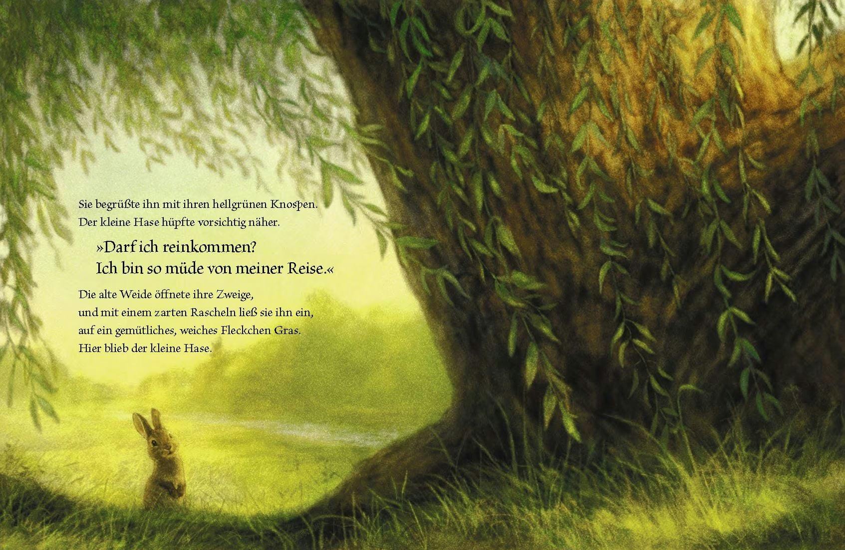 Aus: Der kleine Hase und die alte Weide // © Anitra Rowe Schulte (Text), Christopher Denise (Illustration) / 2025 von Hacht Verlag GmbH, Hamburg