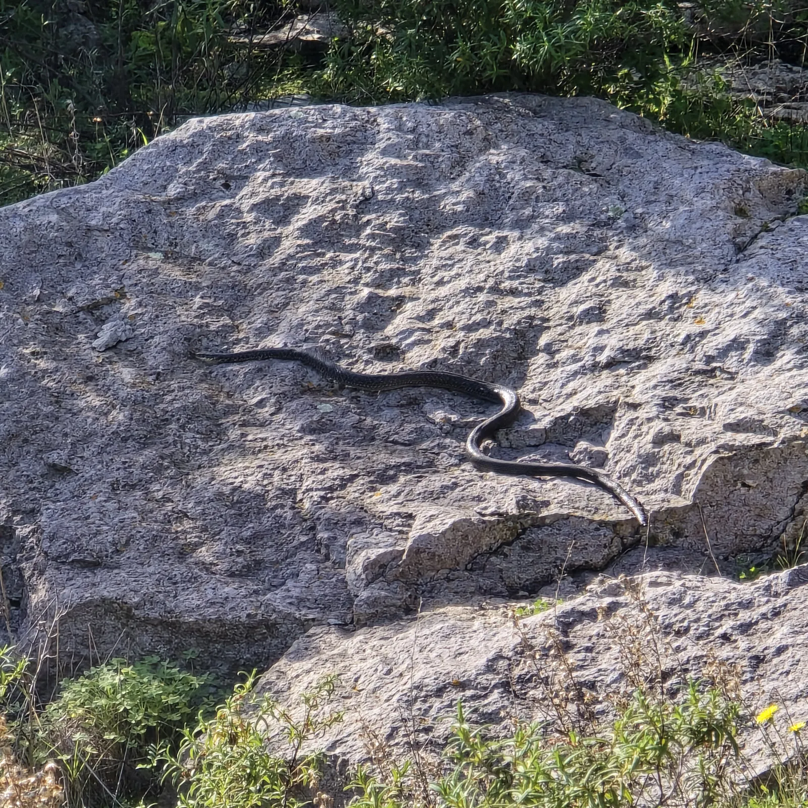 Schwarze Schlange auf Felsen