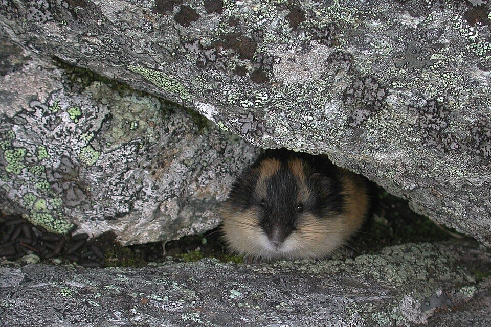 Übereinandergelagerte, graue Steine. Aus einer Mulde lugt ein kleiner, meerschweinchenähnlicher Nager heraus. Er hat ein weißes Bauchfell, eine schwarze und spitze Schnauze sowie oberseits ein schwarz-rotbraun-geflecktes Fell.