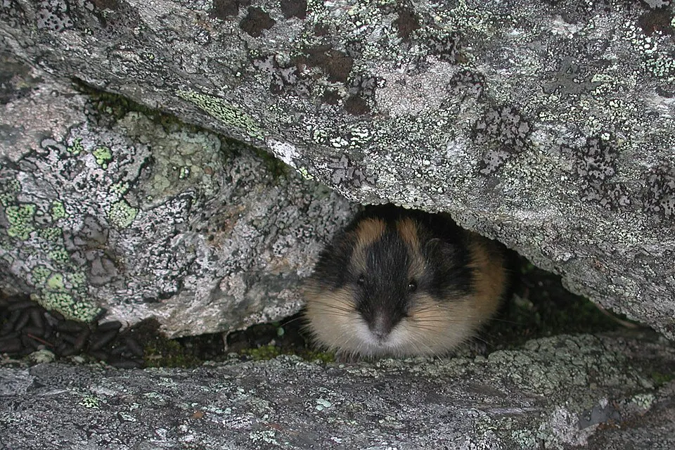 Übereinandergelagerte, graue Steine. Aus einer Mulde lugt ein kleiner, meerschweinchenähnlicher Nager heraus. Er hat ein weißes Bauchfell, eine schwarze und spitze Schnauze sowie oberseits ein schwarz-rotbraun-geflecktes Fell.