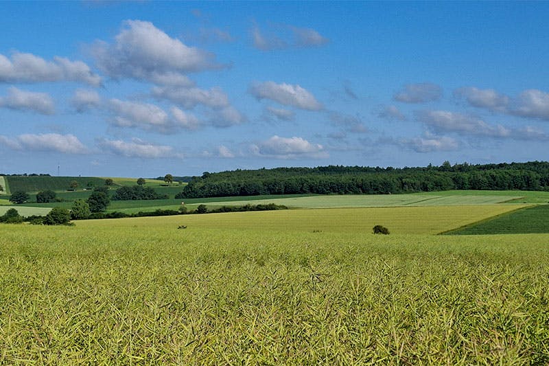 Landschaft mit Monokulturen, Raps, Mais, Getreide, am Bildrand Wald und Blauer Himmel mit einigen weißen Wolken