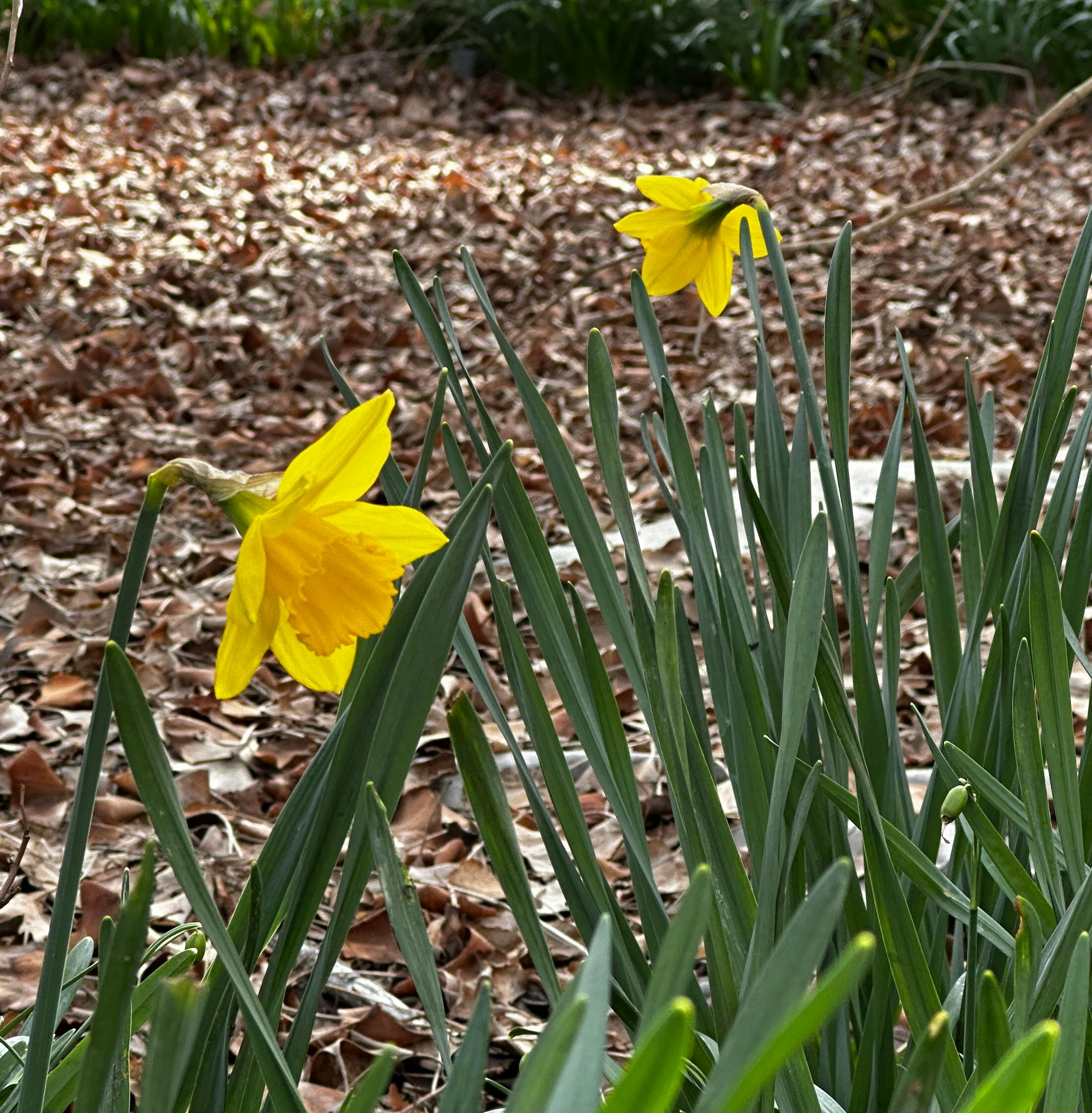 Osterglocken im Garten