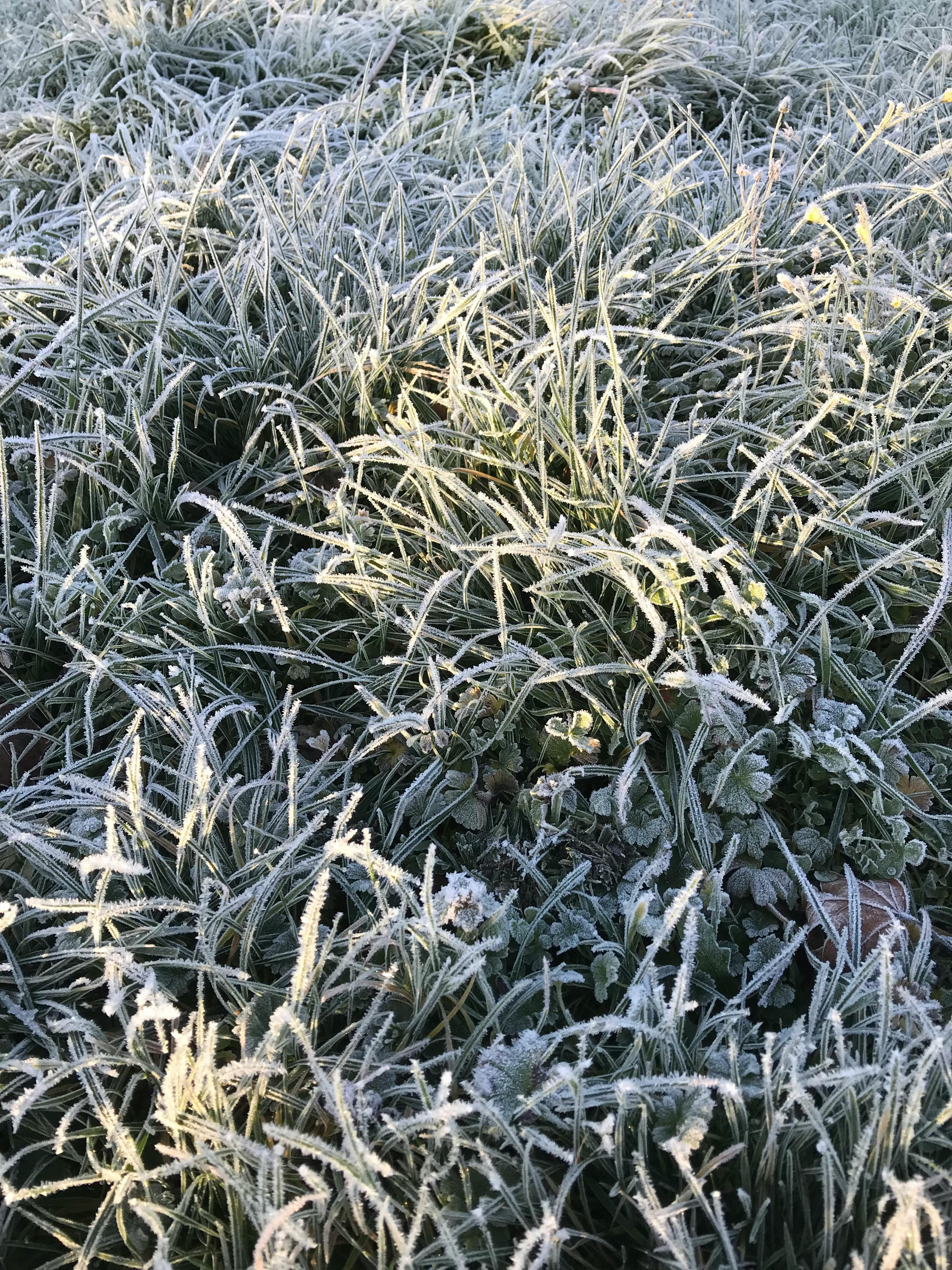 gras und kräuter bedeckt mit raureif im morgenlicht / grass and herbs covered in frost during first morning light