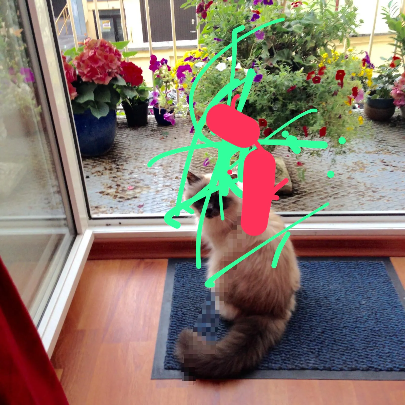Bekritzeltes Foto von Katze