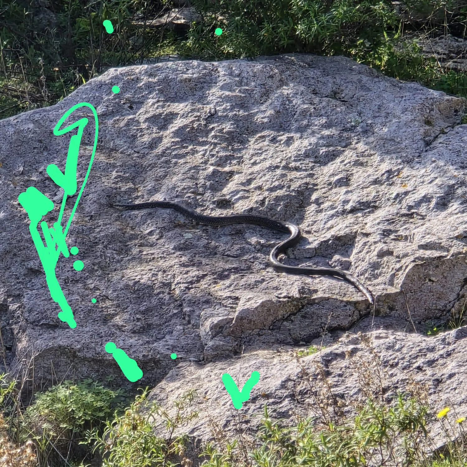Bekritzeltes Foto von Schlange