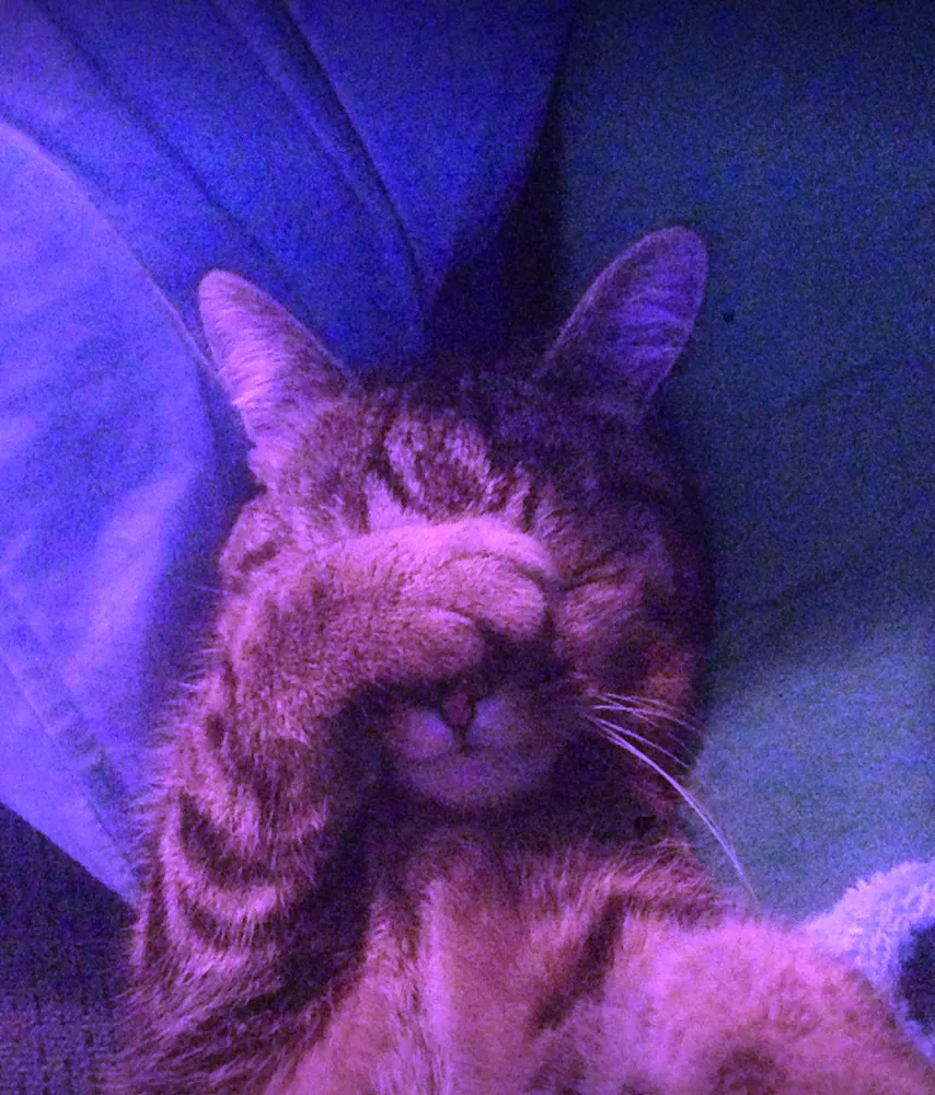 Katze macht Facepalm