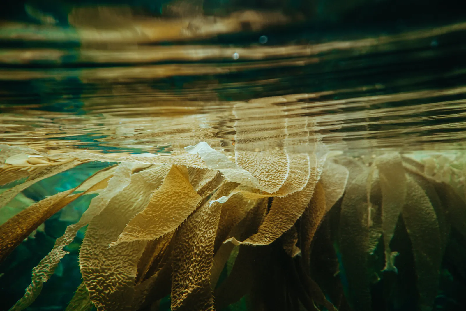 Seetang im Wasser
