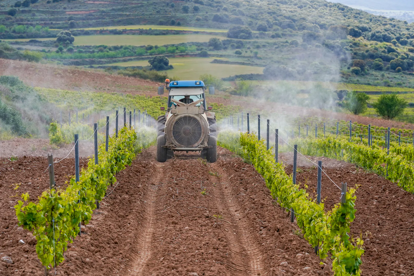 Ein Winzer fährt mit einem Traktor durch den Weinberg und spritzt die Rebstöcke im Weinberg mit Pflanzenschutzmittel