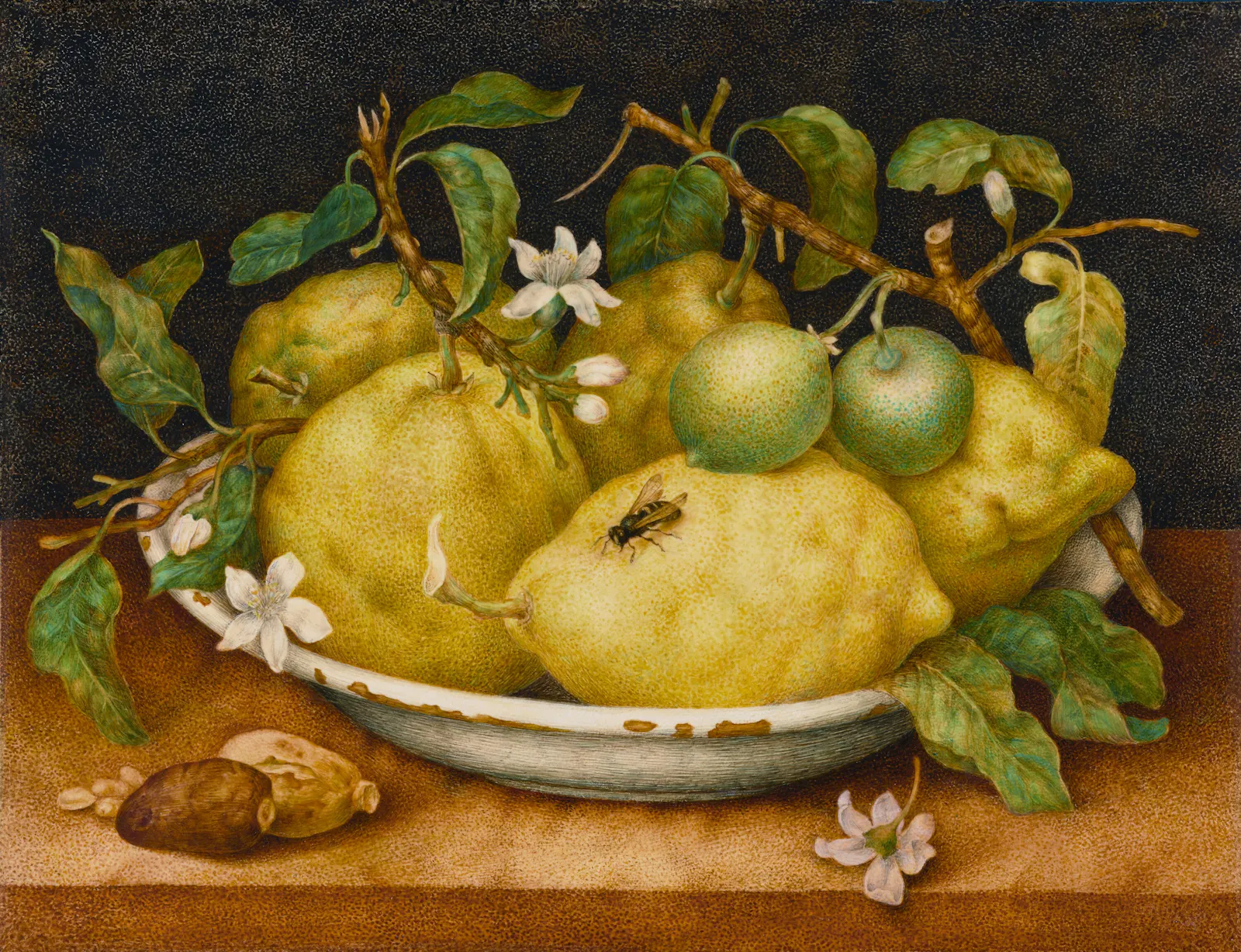 Giovanna Garzoni (Italian, 1600 - 1670)
Still Life with Bowl of Citrons, late 1640s
Tempera, on vellum
Unframed: 27.6 × 35.6 cm (10 7/8 × 14 in.), Framed [Outer Dim]: 35.6 × 43.8 × 3.5 cm (14 × 17 1/4 × 1 3/8 in.)
The J. Paul Getty Museum, Los Angeles, 2001.29
