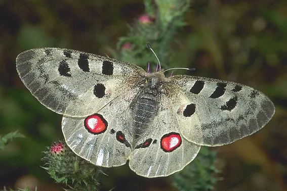 Der Schmetterling mit dem Namen Apollo-Falter sitzt auf einem Ast.