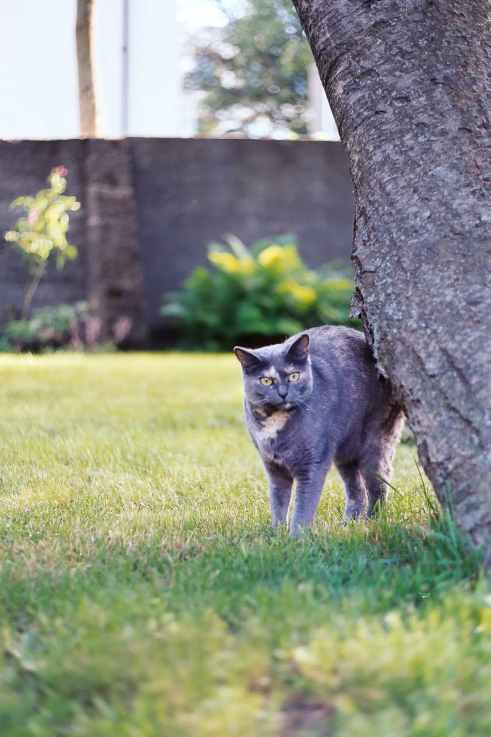 A grey and white cat peaks out from behind a tree
