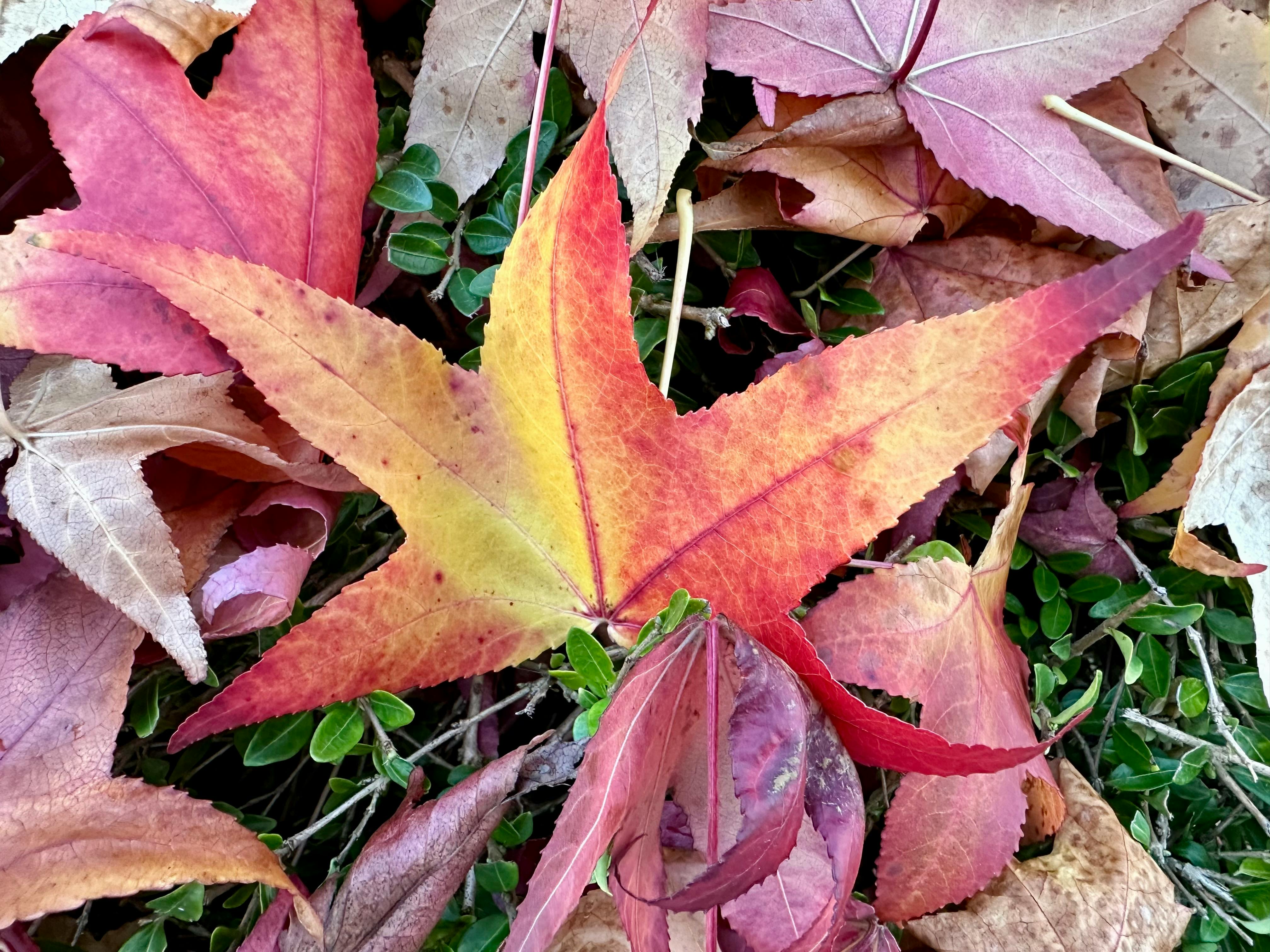 Rot-gelb verfärbtes Ahornblatt auf einer Wiese neben anderem herbstlichem Laub.