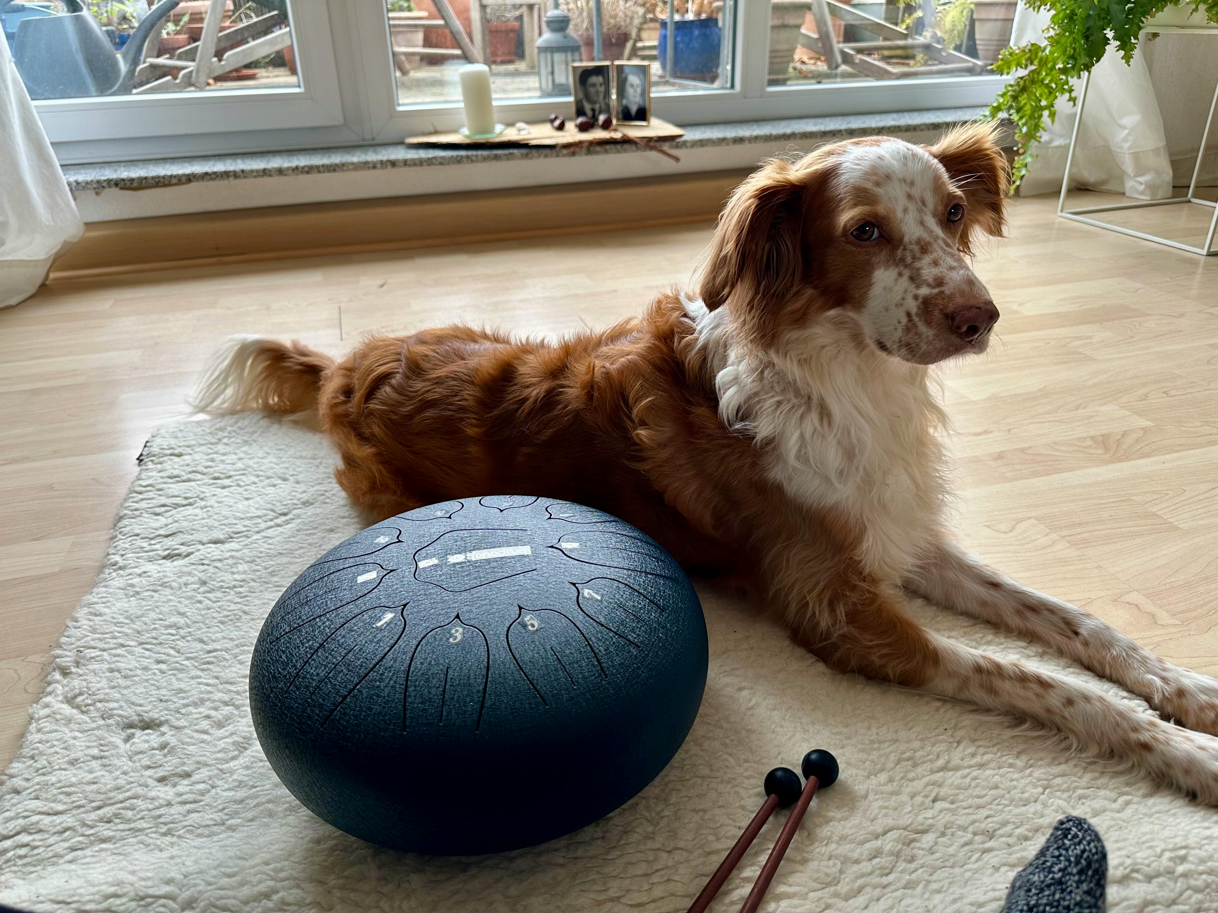 Eine Schurwoll-Yogamatte auf dem Boden. Darauf eine dunkelblaue Sonodrum Zungentrommel mit Klöppeln sowie ein brauner Hund, der zufrieden daneben liegt.