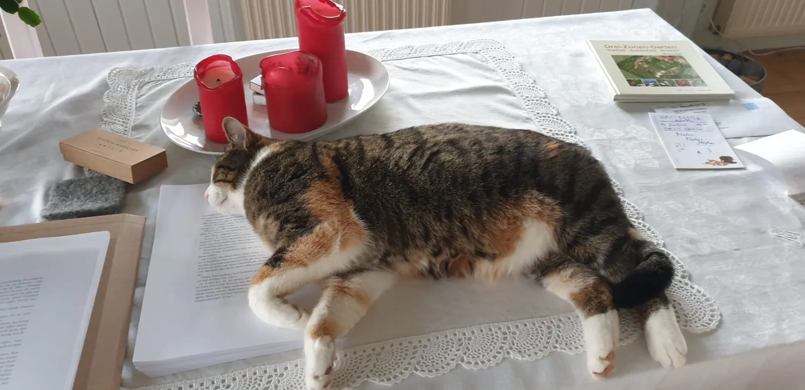 Dreifarbige Katze schläft auf einem Stapel mit Manuskriptseiten.