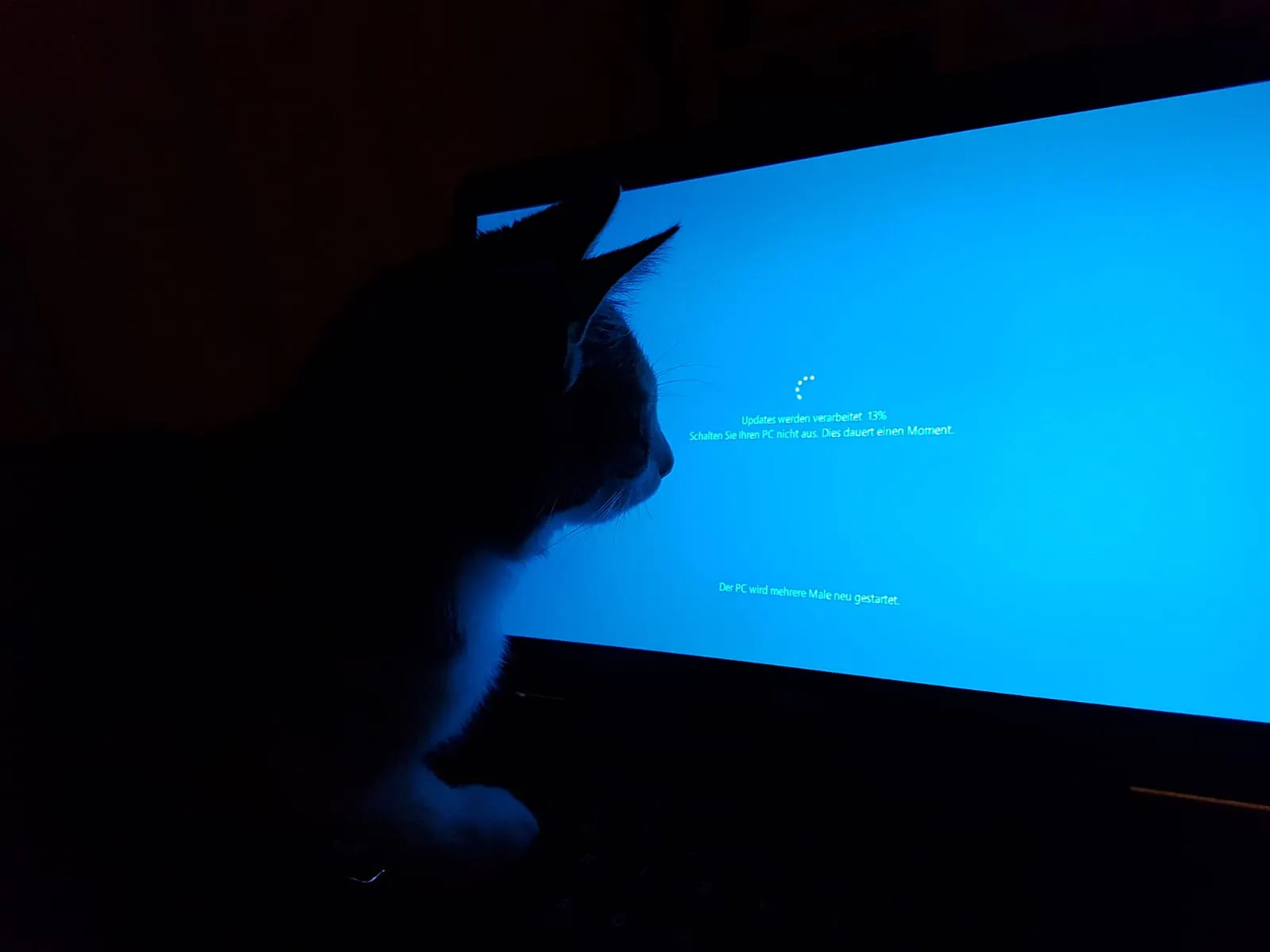 Katze schaut als Schattenriss auf einen blauen Bildschirm, auf dem ein Update läuft.