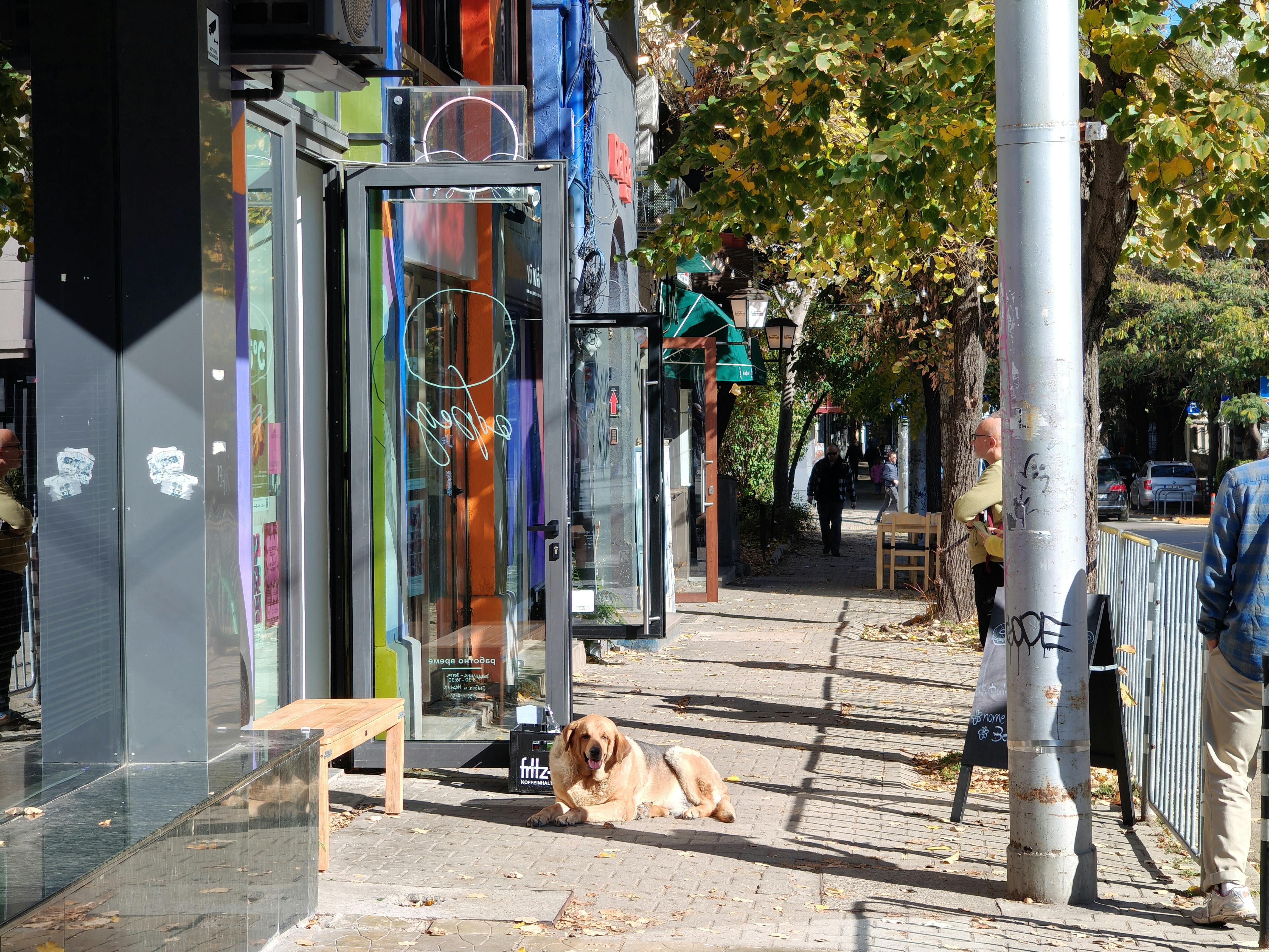 A dog resting on the sidewalk beside glass-fronted shops, while people are walking along the tree-lined street | Искър 7, София