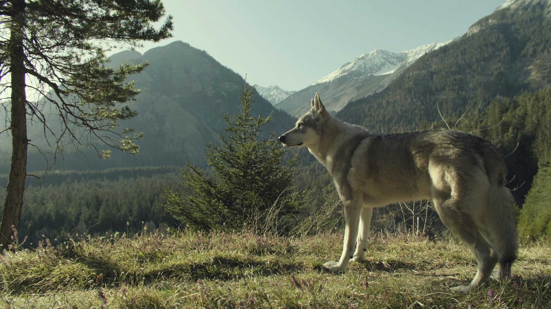 Der Wolf (hier im Garmisch-Krimi - Wolfsmord) // © ZDF/Roland Stuprich.