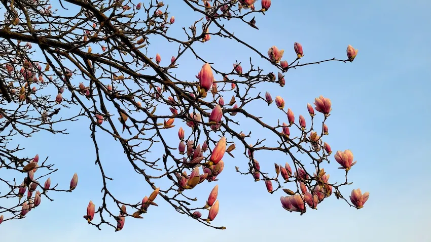 Magnolienknospen am Baum vor Himmel als Titelbild für den März-Rückblick bei den Piontextchen
