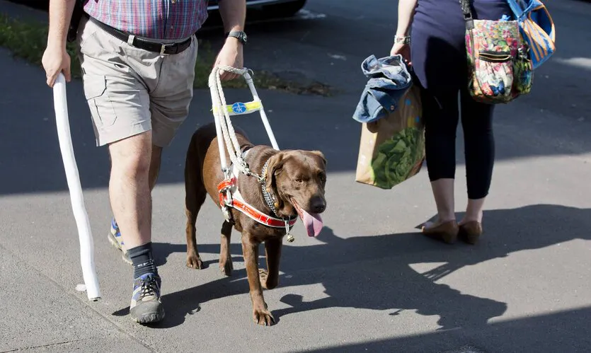 Das Bild zeigt einen Mann mit Krücke, der von einem braunen Blindenführhund mit Geschirr über den Gehweg geführt wird. Neben ihnen geht eine Frau mit Einkaufstaschen und bunter Handtasche. Der Hund läuft aufmerksam und hat die Zunge heraushängen.