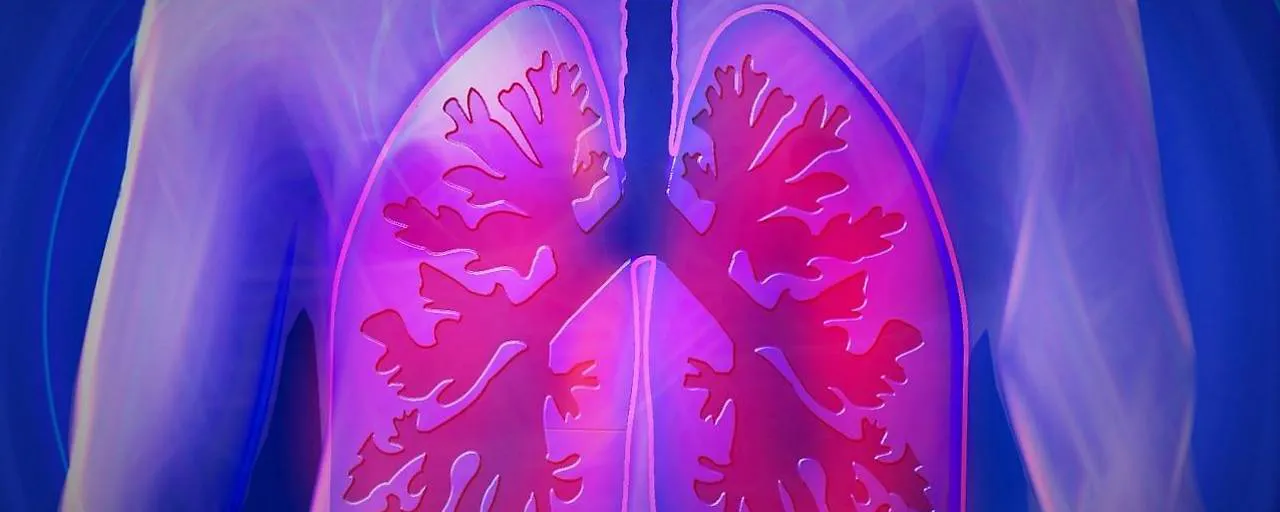 Das Bild zeigt eine grafische Darstellung eines menschlichen Oberkörpers mit Fokus auf die Lungen. Die Lungen sind in leuchtendem Pink und Violett eingefärbt, mit sichtbaren Verästelungen der Bronchien. Der Hintergrund ist blau, was den Kontrast zur farbigen Darstellung der Atemorgane verstärkt.