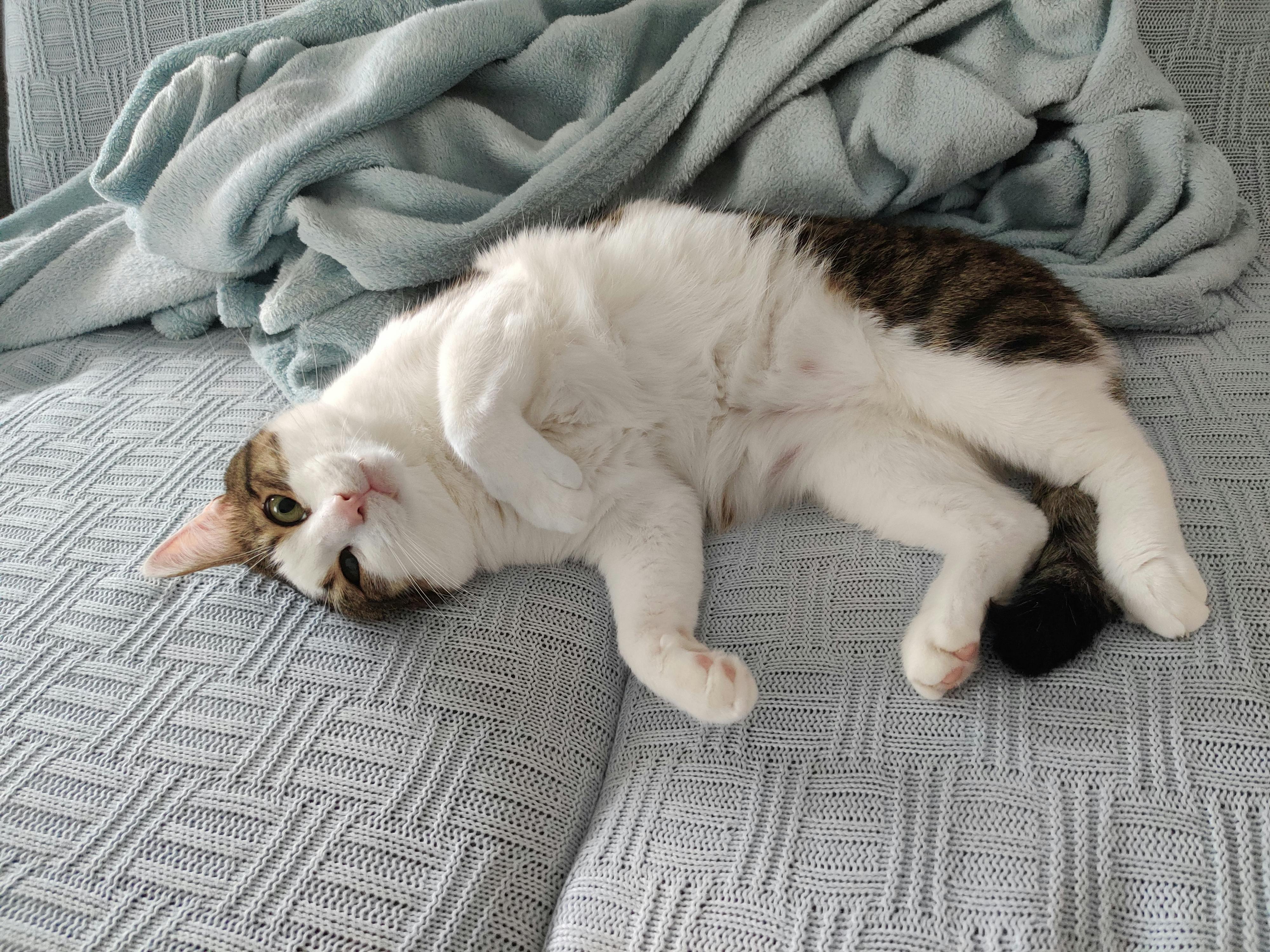 Riekes Kater Ambrose, ein weiß-getigerter Kater, liegt entspannt auf dem Rücken auf einer hellgrauen Decke und reckt sich. Der Kopf hängt seitlich nach unten, die Pfoten sind ausgestreckt. Im Hintergrund liegt eine zerknitterte hellblaue Kuscheldecke.