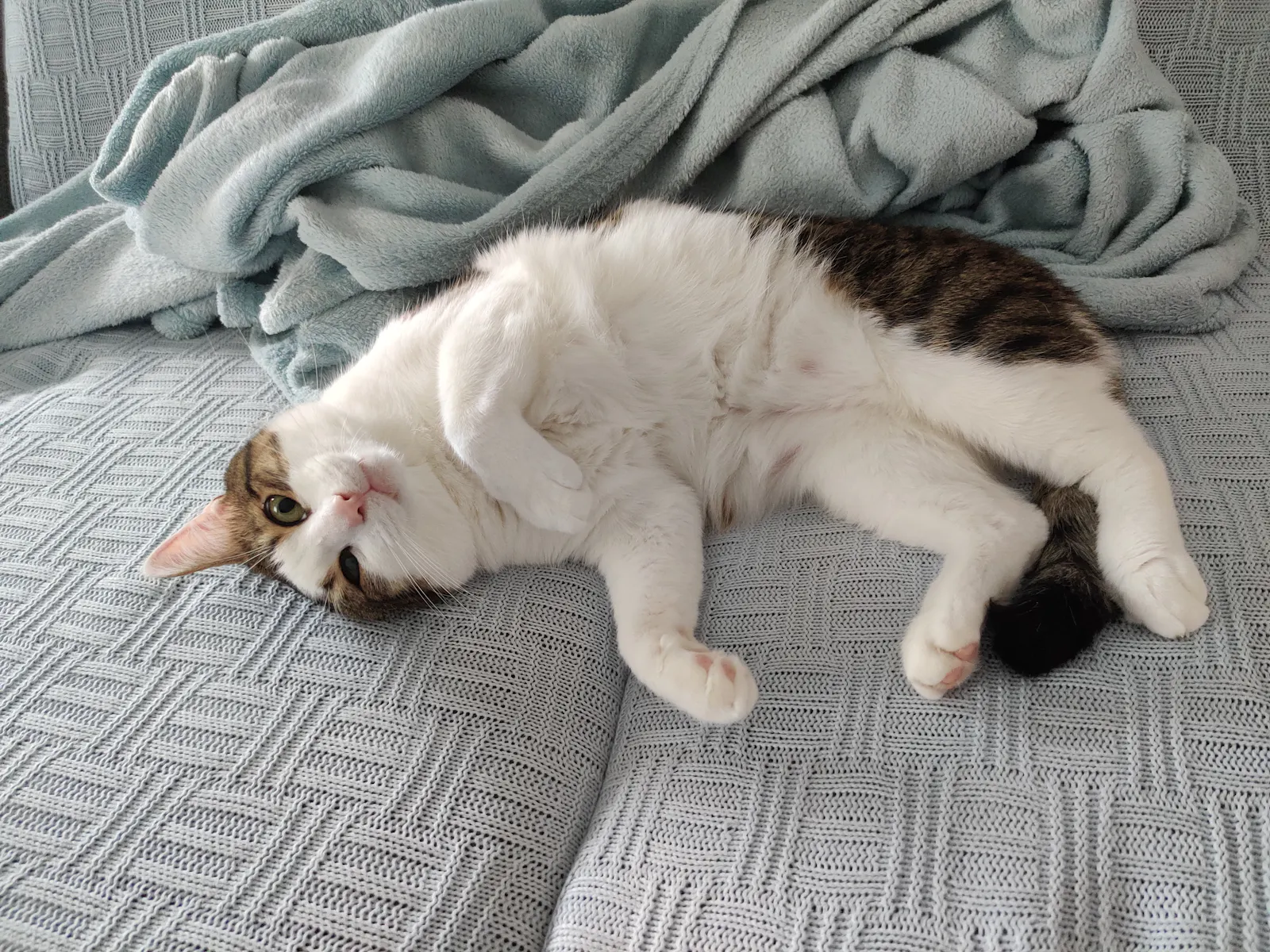 Riekes Kater Ambrose, ein weiß-getigerter Kater, liegt entspannt auf dem Rücken auf einer hellgrauen Decke und reckt sich. Der Kopf hängt seitlich nach unten, die Pfoten sind ausgestreckt. Im Hintergrund liegt eine zerknitterte hellblaue Kuscheldecke.