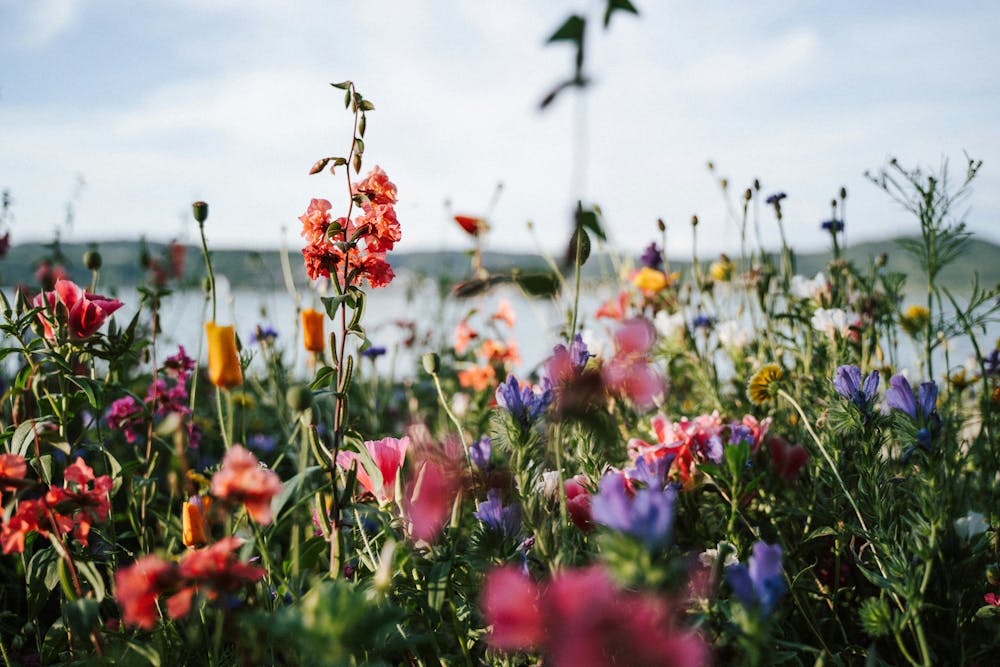 Bunte Blumenwiese