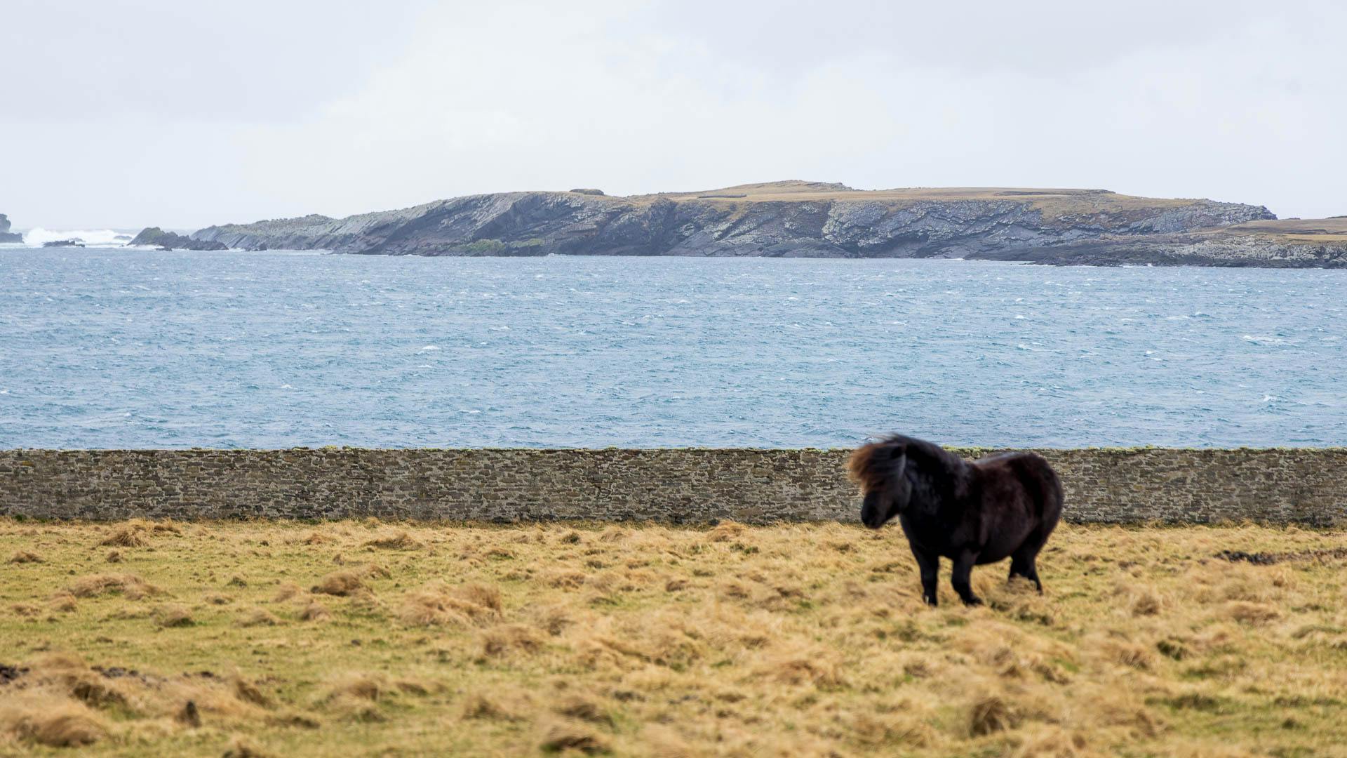 Shetland Pony beim Jarlshof