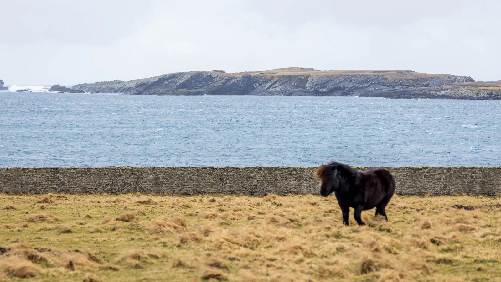 Shetland Pony beim Jarlshof