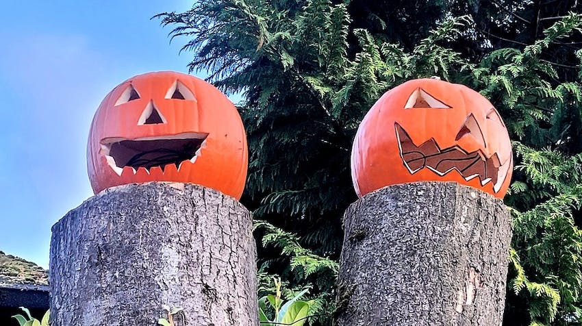 zwei Halloween-Kürbisse auf abgesägten Baumstämmen