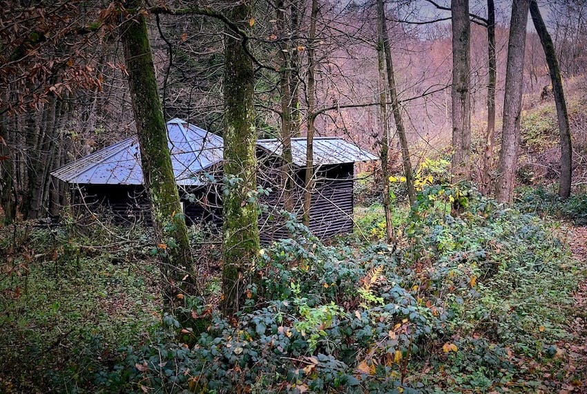 Eine Hütte verborgen hinter Bäumen und Gestrüpp im Wald, Foto von Christine Piontek