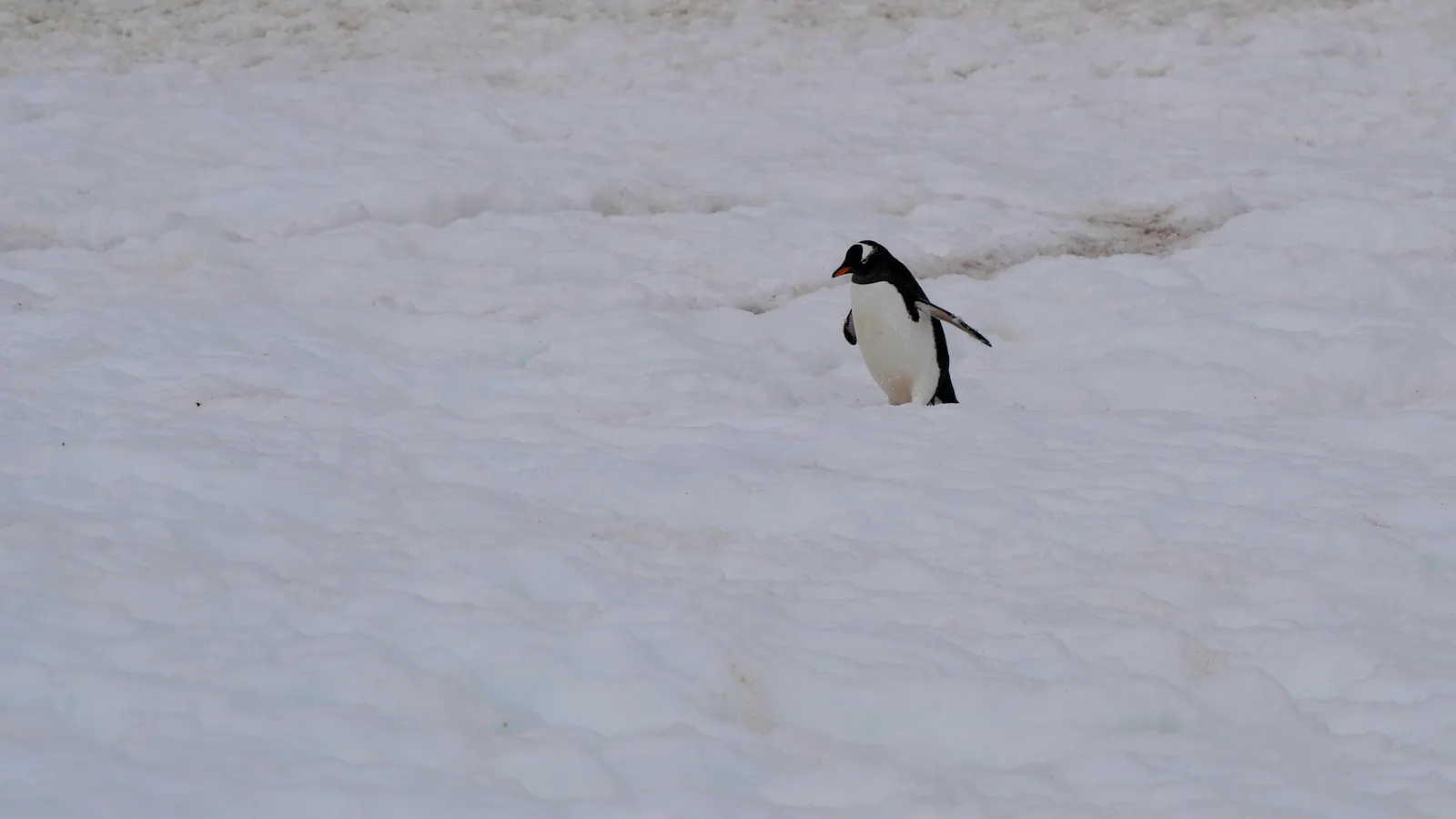 Eselspinguin im Schnee. Foto: Jürgen Brand