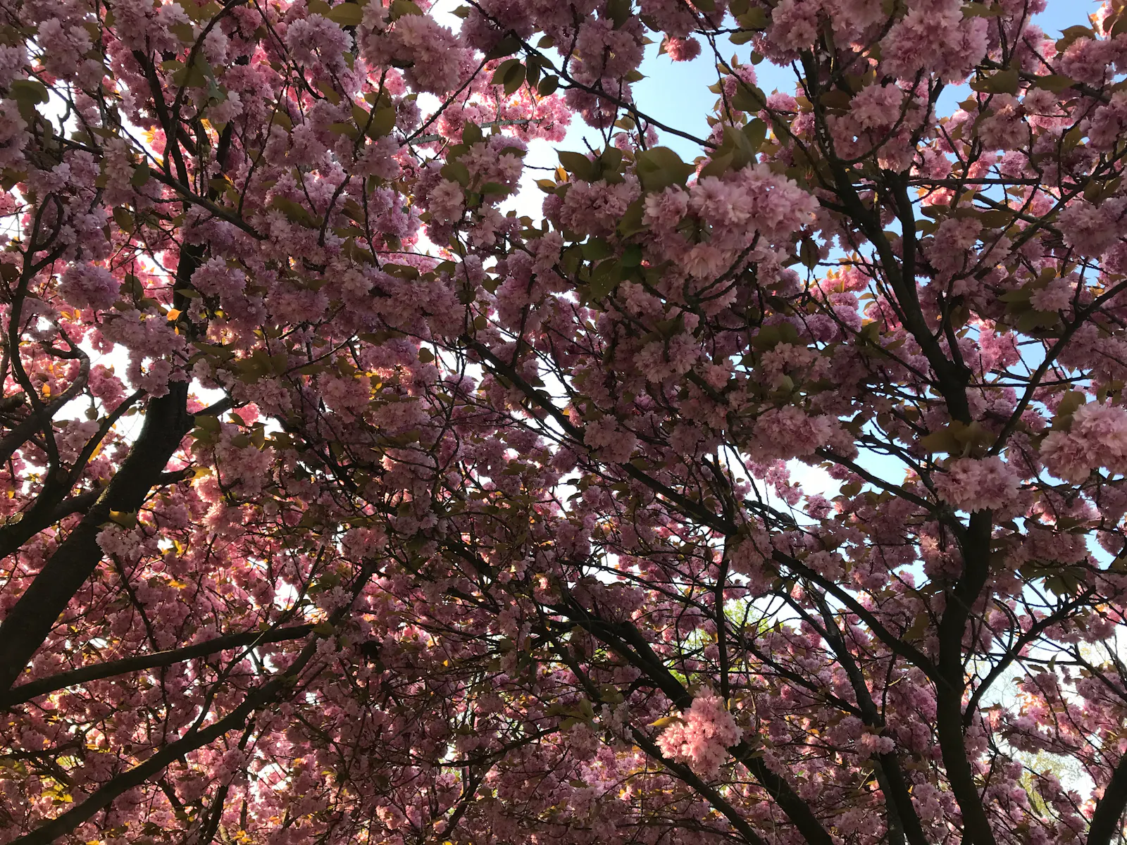 ineinander reichende kronen blühender kirschbäume, von unten betrachtet, ein meer aus rosa blüten, dahinter blauer himmel / interlaced treetops of flowering cherry trees, viewed from below, a sea of pink blossoms, behind them a blue sky.