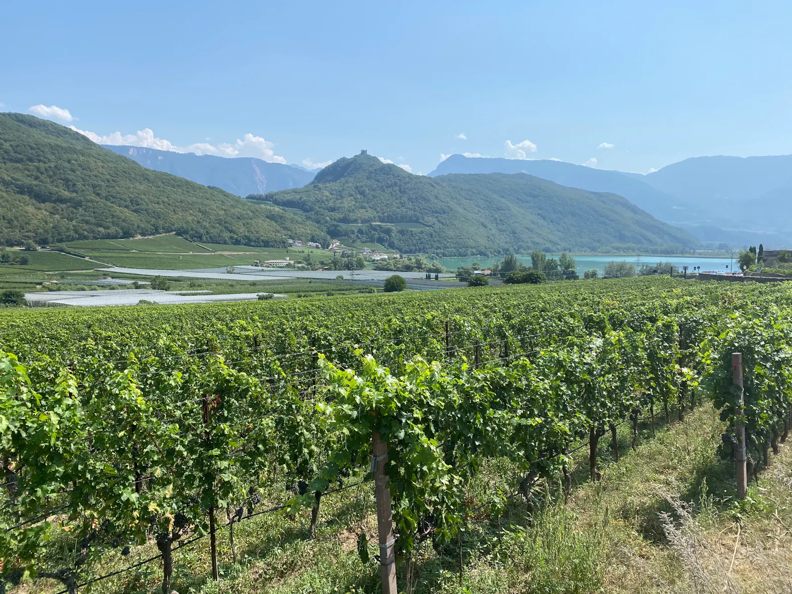 Weinberg am Kalterer See