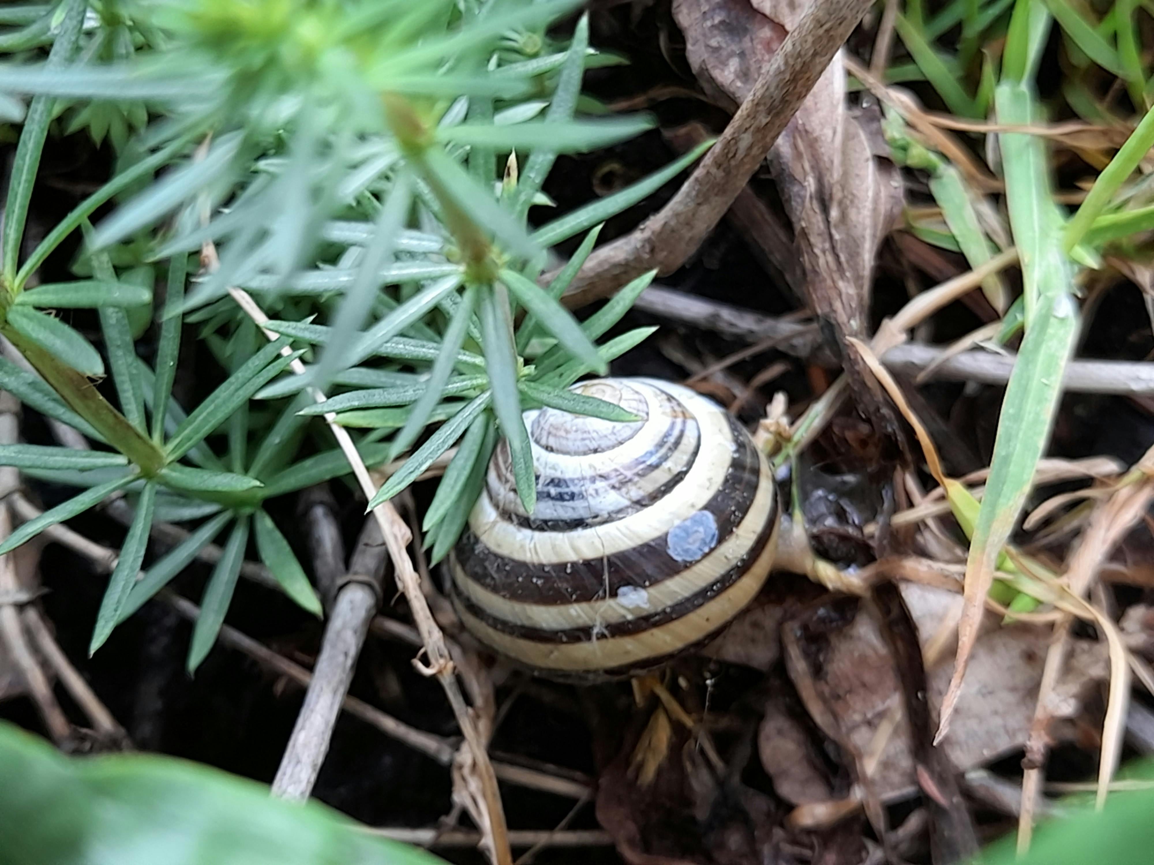 A beautifully yellow-black-spiral shell of a garden snail, sitting between green herbs and dried leaves. They eat plant detritus.