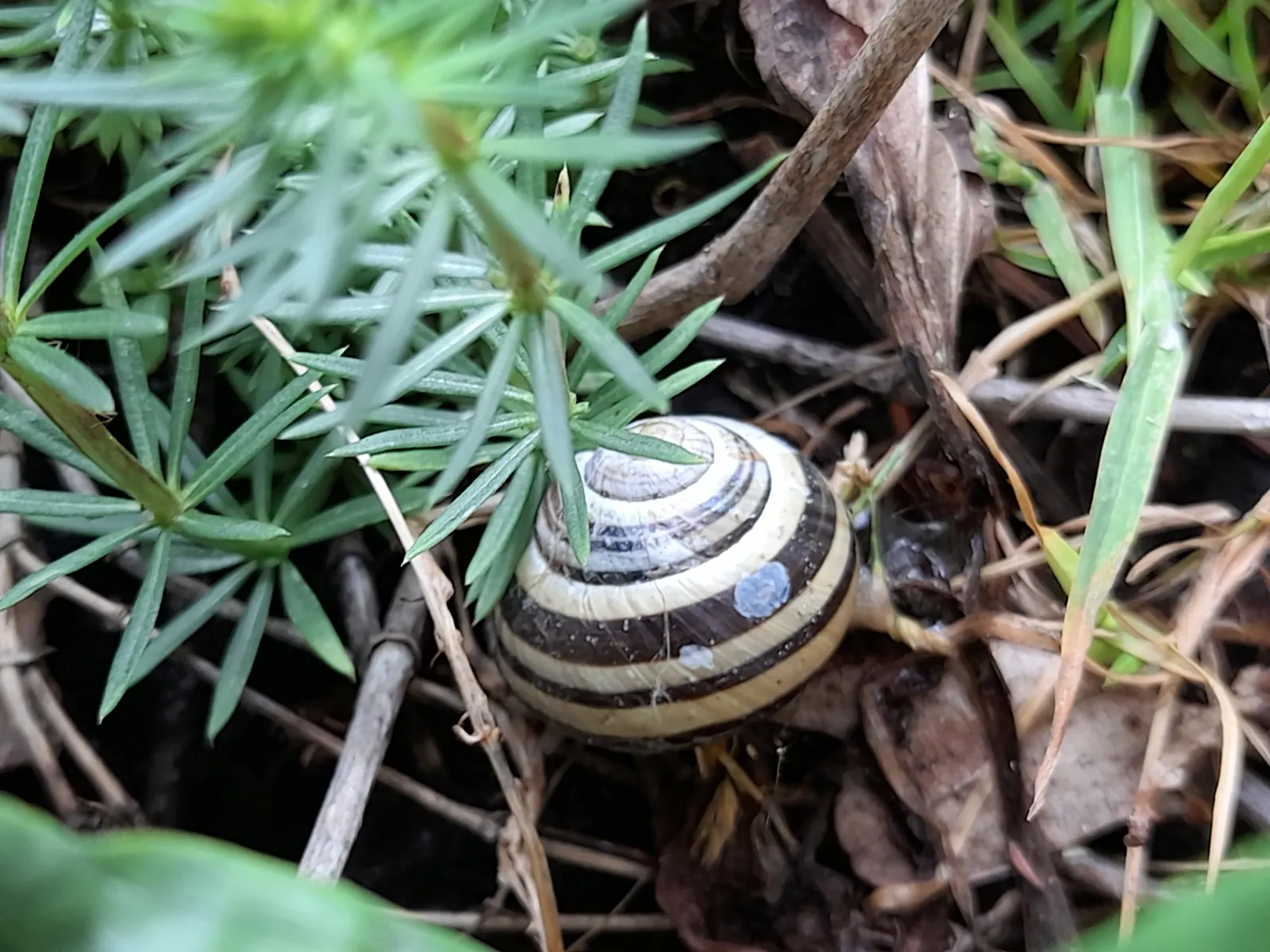 A beautifully yellow-black-spiral shell of a garden snail, sitting between green herbs and dried leaves. They eat plant detritus.
