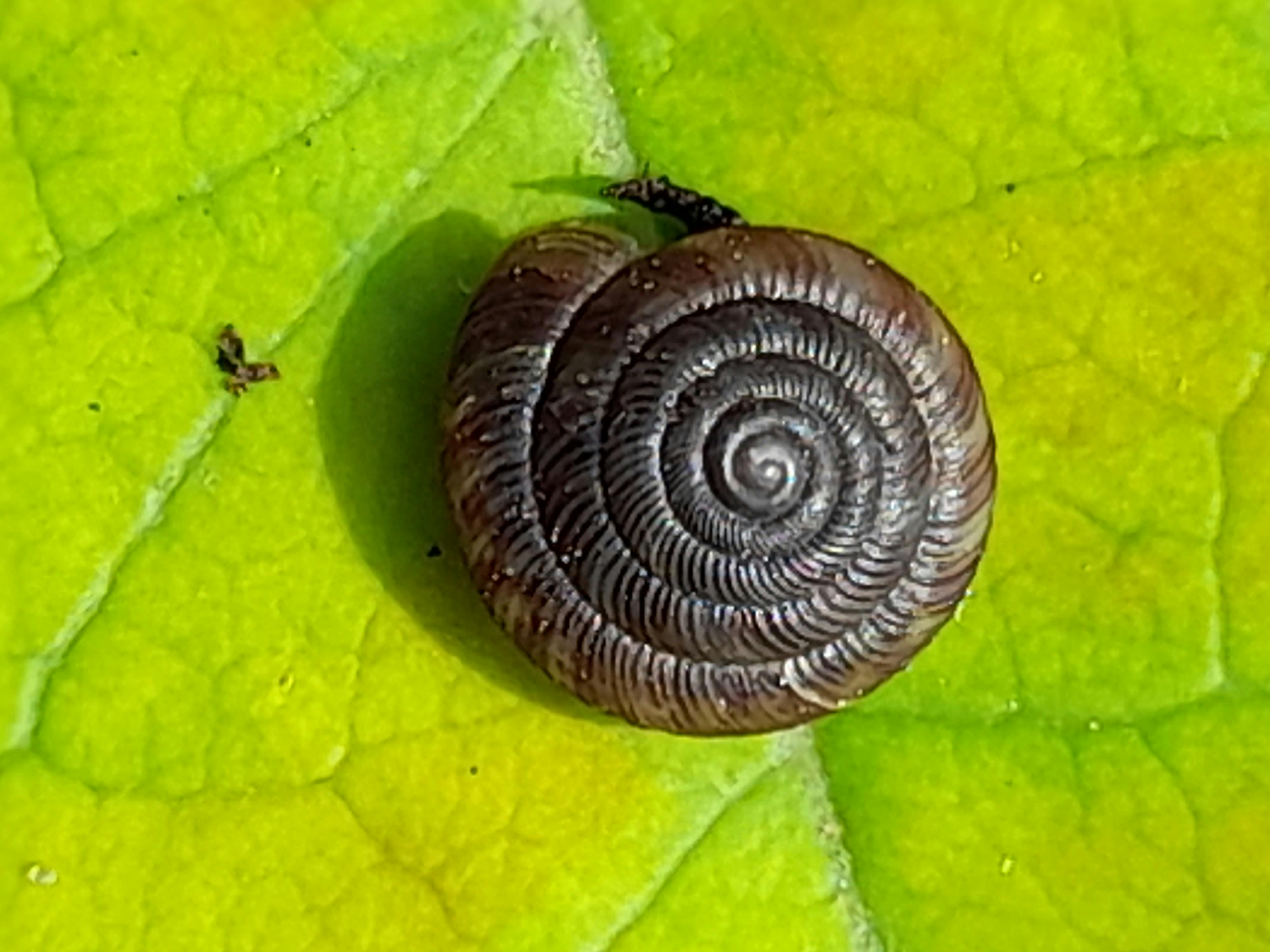 Macro of a tiny brown snail shell on a leaf: it has very narrow, diagonally ribbed whorls. The shell is flat and less than 2 mm wide.