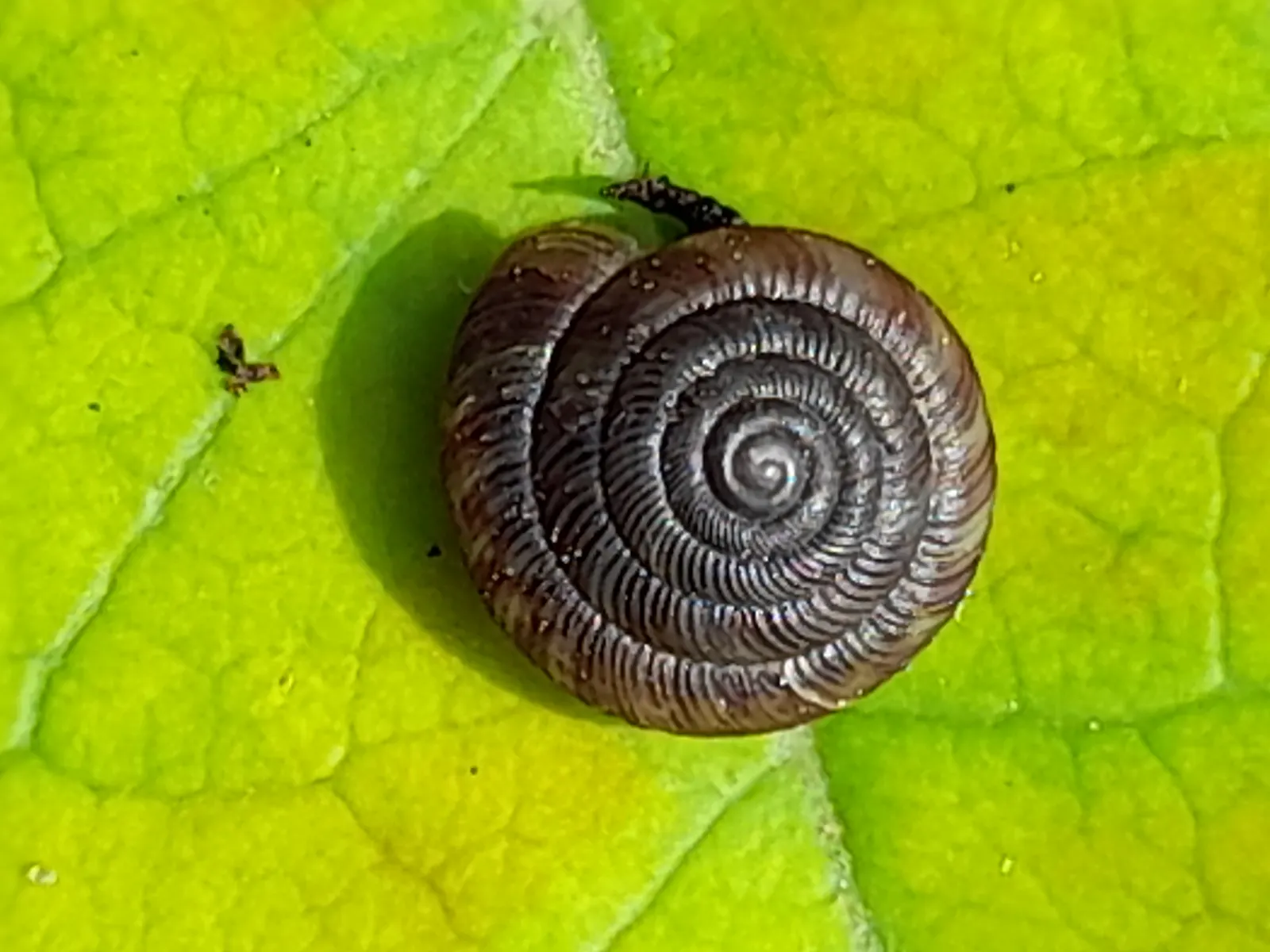 Macro of a tiny brown snail shell on a leaf: it has very narrow, diagonally ribbed whorls. The shell is flat and less than 2 mm wide.