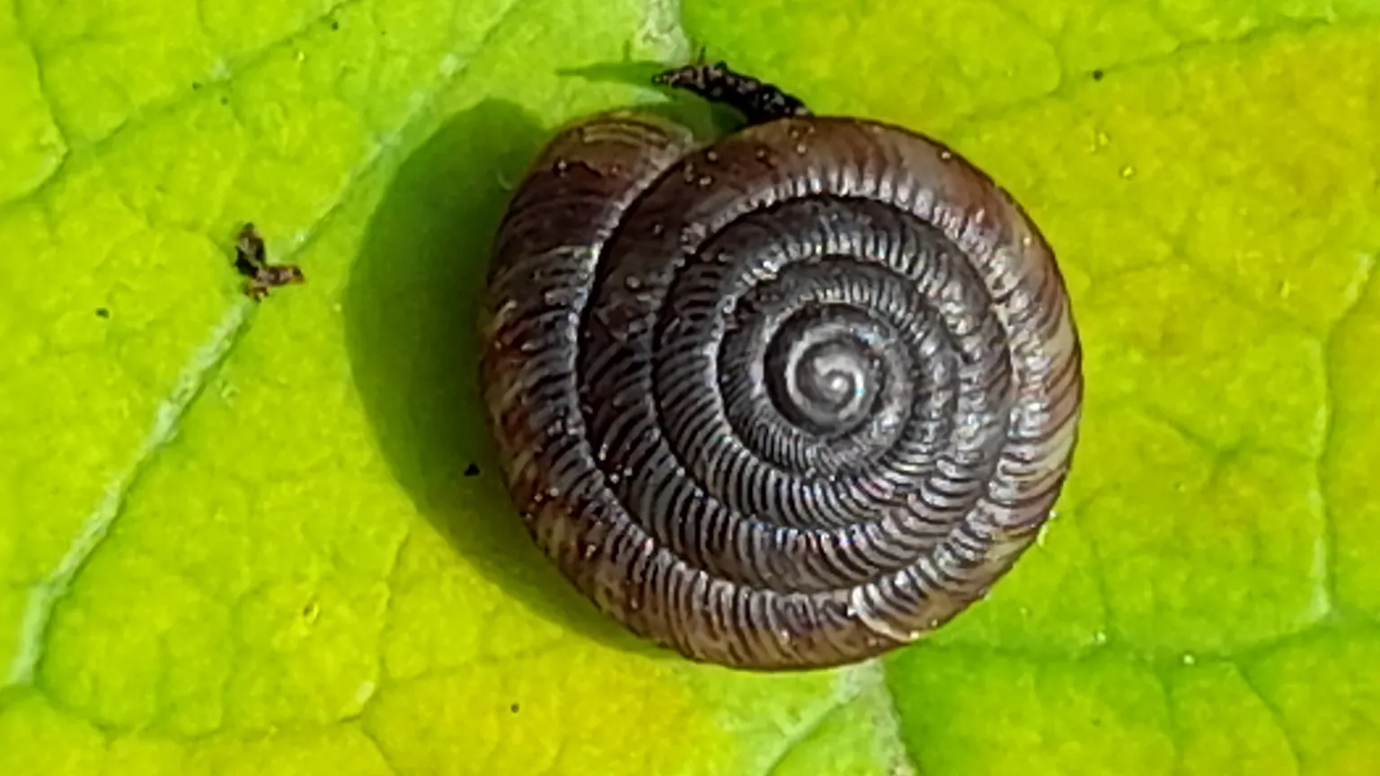 Snails Or Slop Slime